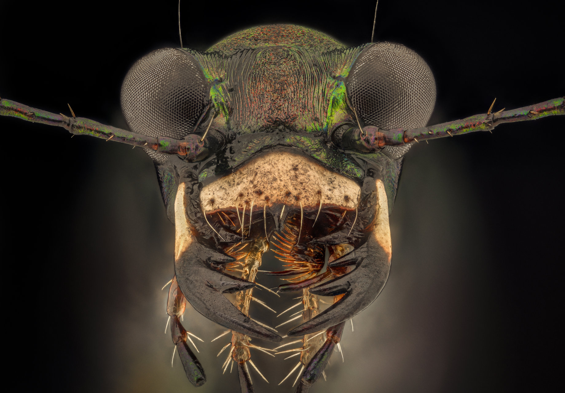 Beetle от Tsvetan Ganev - ceclii