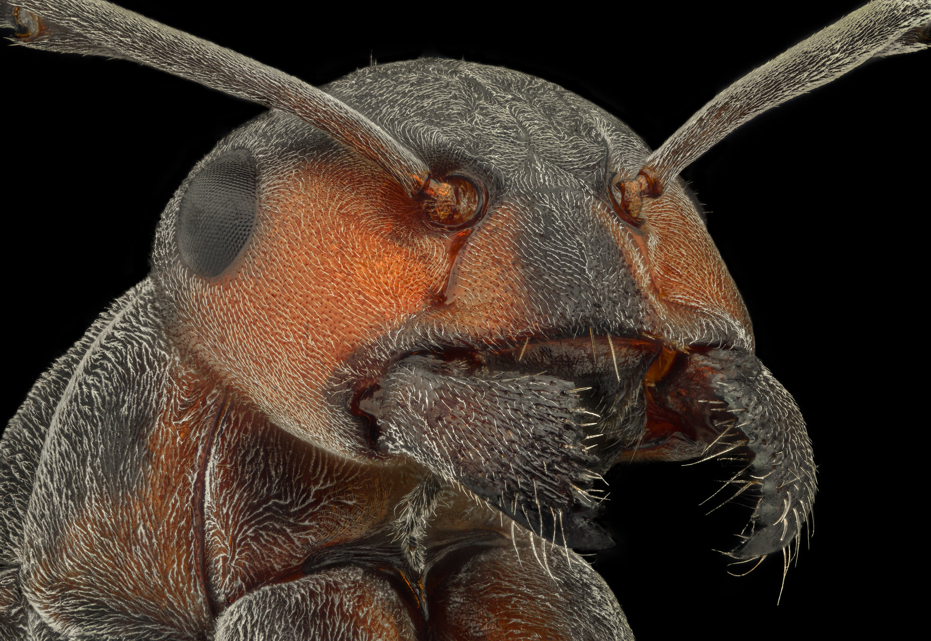 Мравка от Tsvetan Ganev - ceclii