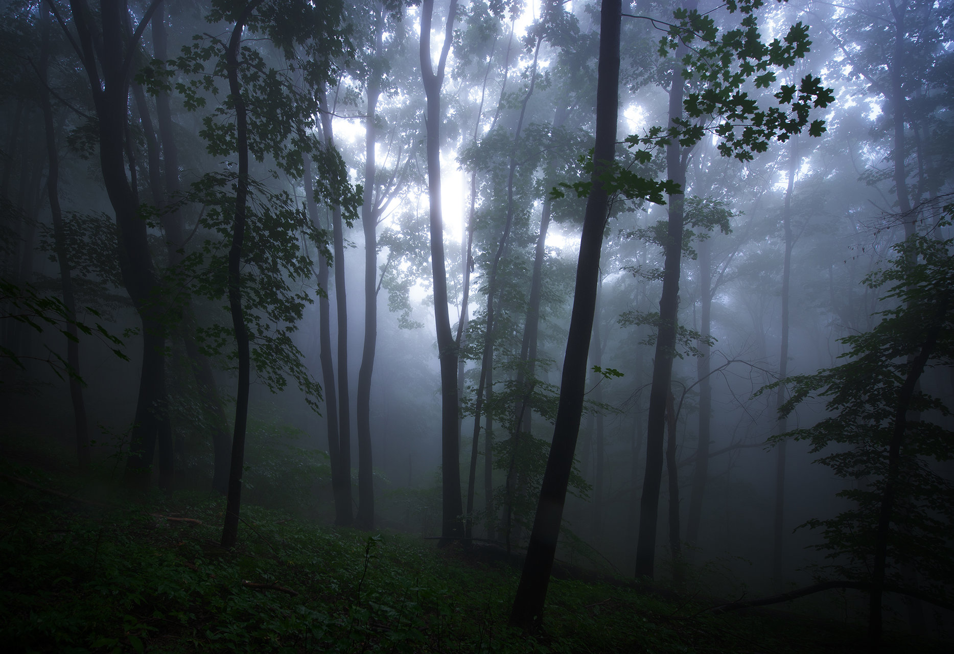 Mist forest. Misty Forest. Сумеречный лес в реальной жизни. Фон леса Мисти. Dusk Forest.