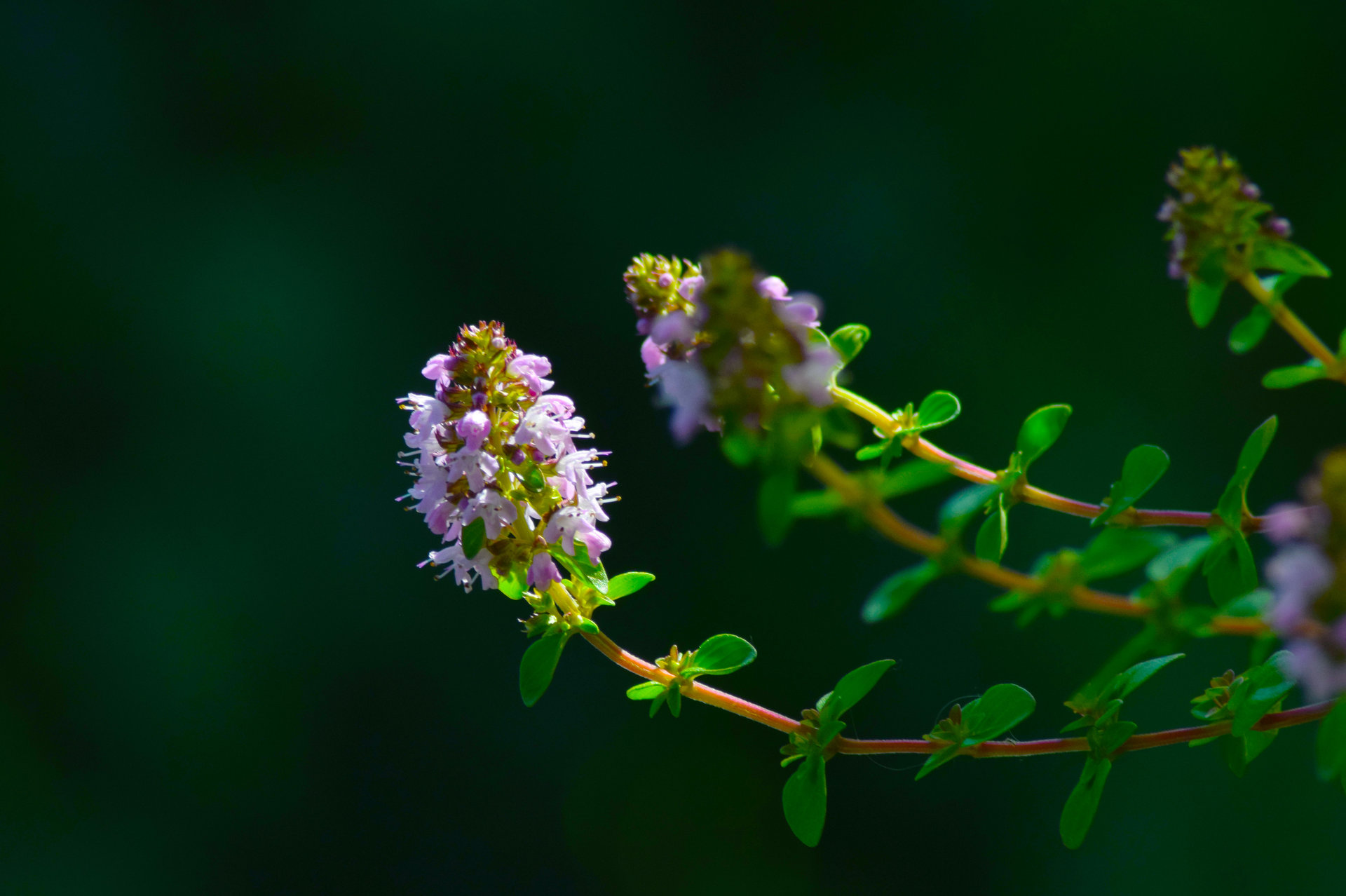 Мащерка (Thymus serpyllum) от Neda Miladinova - ne6