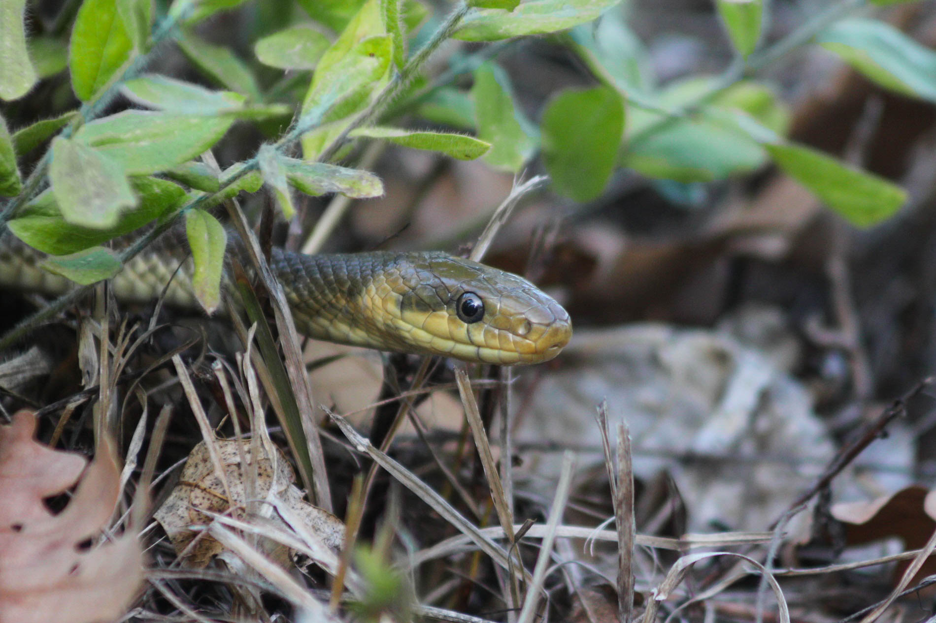 Смок мишкар (Zamenis longissimus) от Петър Минчев - petar.minchev