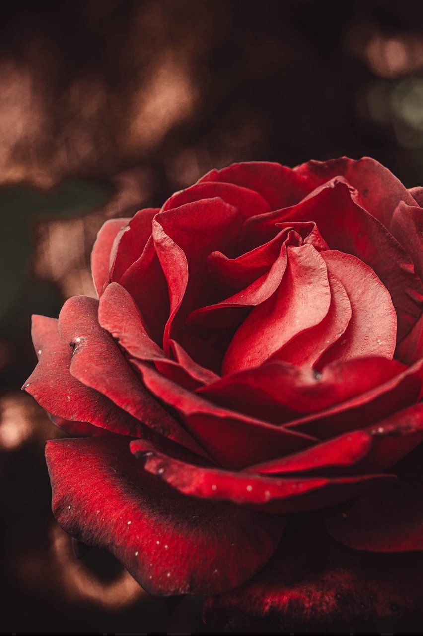 Есенно червено от Марин Карастоянов - MarinKarastoianov