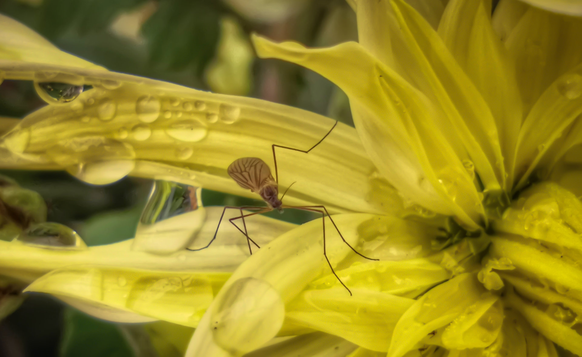 After rain flower от Vladimir Nikolov - VladShoot