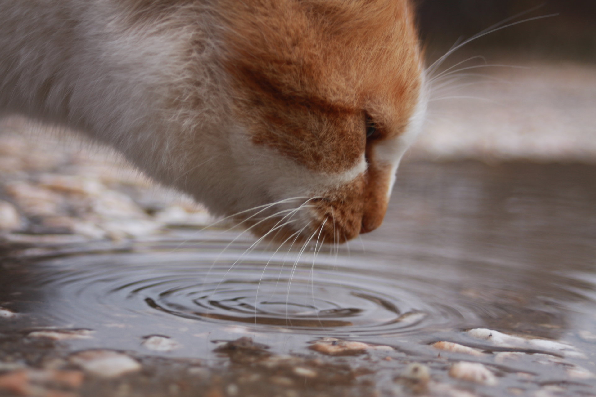 Thirsty cat от Gigs - Ggg97