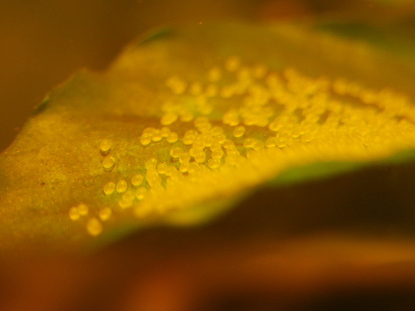 Хайвер от  - kauboec