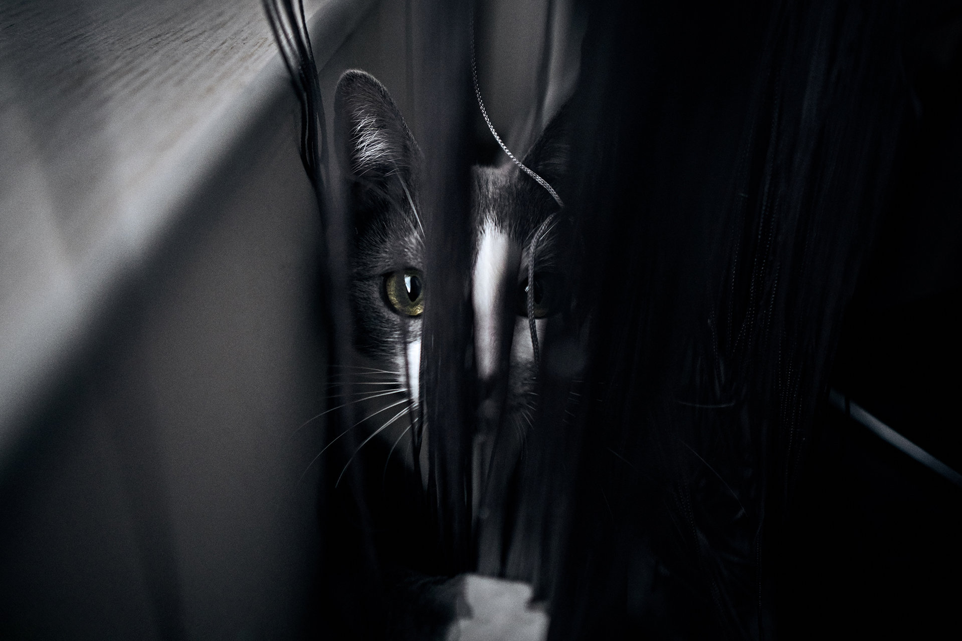 Lexy the Cat is playing hide`n seek :D от Ivaylo Hristov - TheMuffinMedia