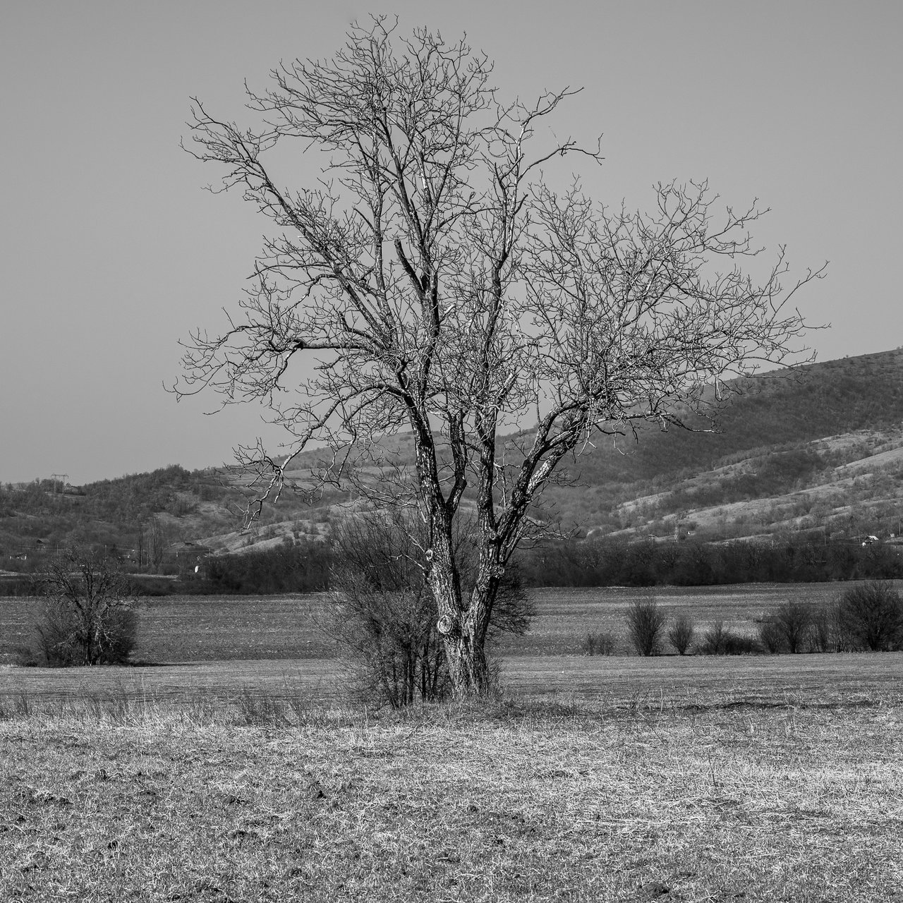 Дърво от Milen Mladenov - resco