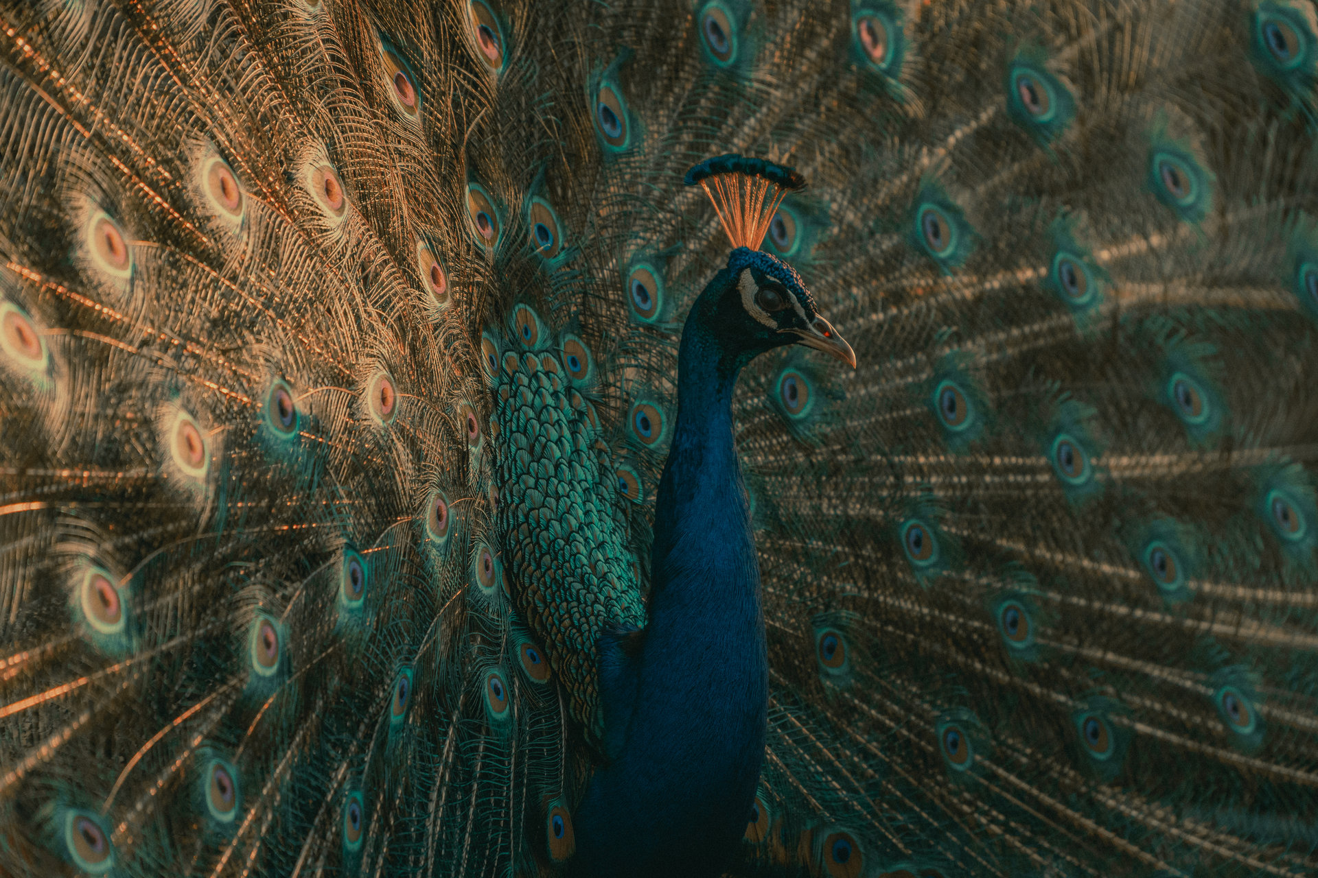 Прегръдката на пауна // Embrace of the Peacock от Angel Potchekansky - Potchekansky