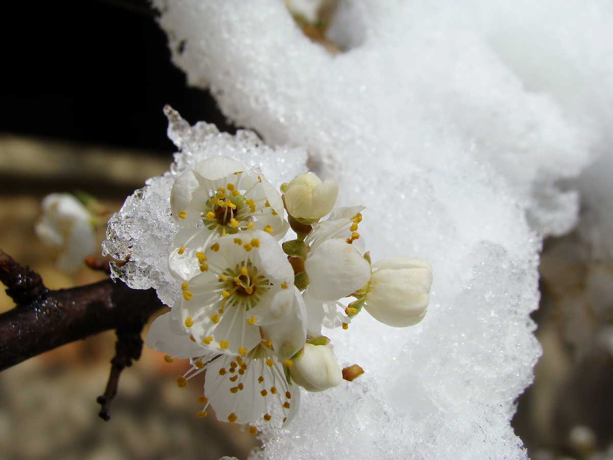 Замразена пролет... :) от Rayna Ivanova - r_iva