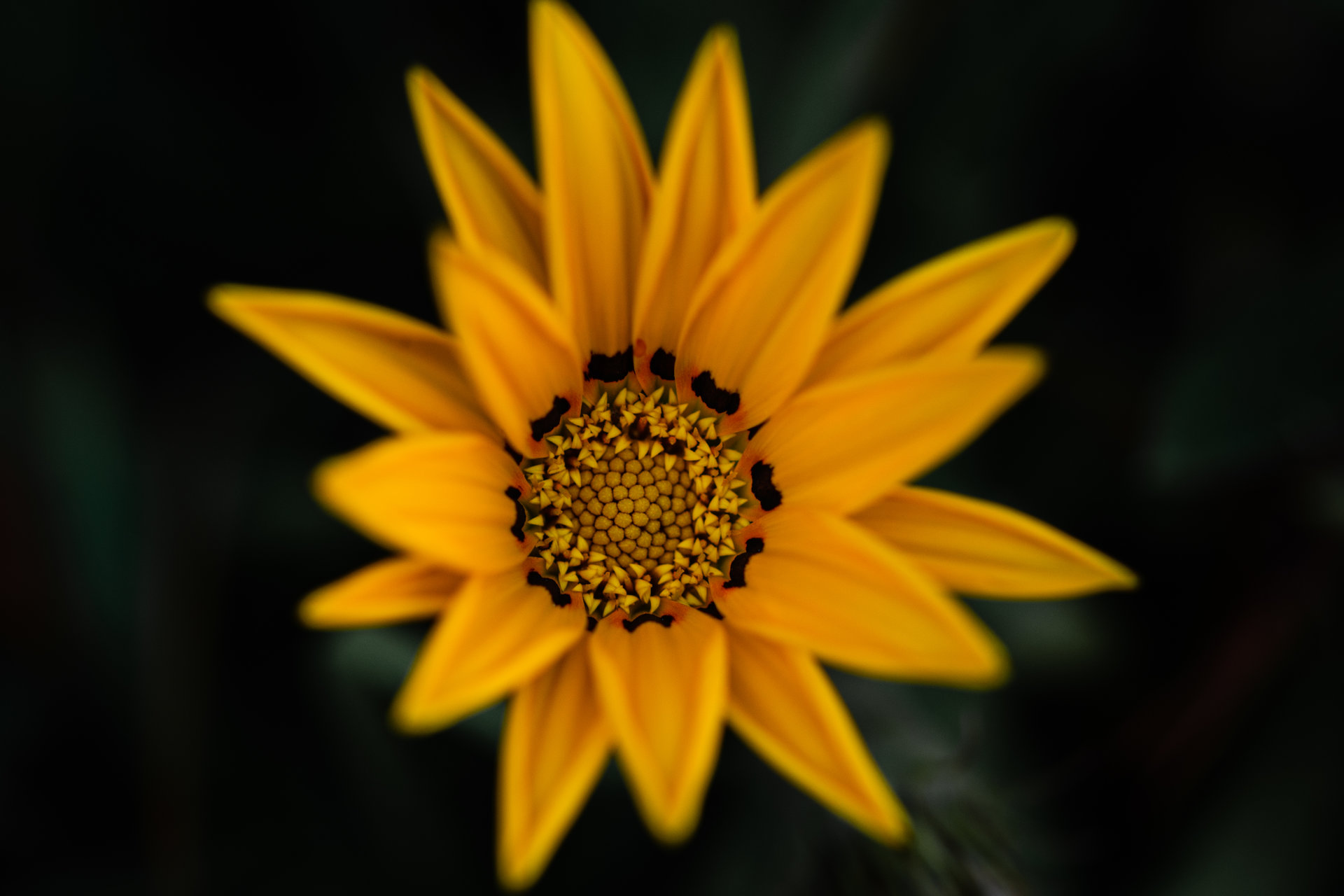 Sunflower от  - allstarsmarto