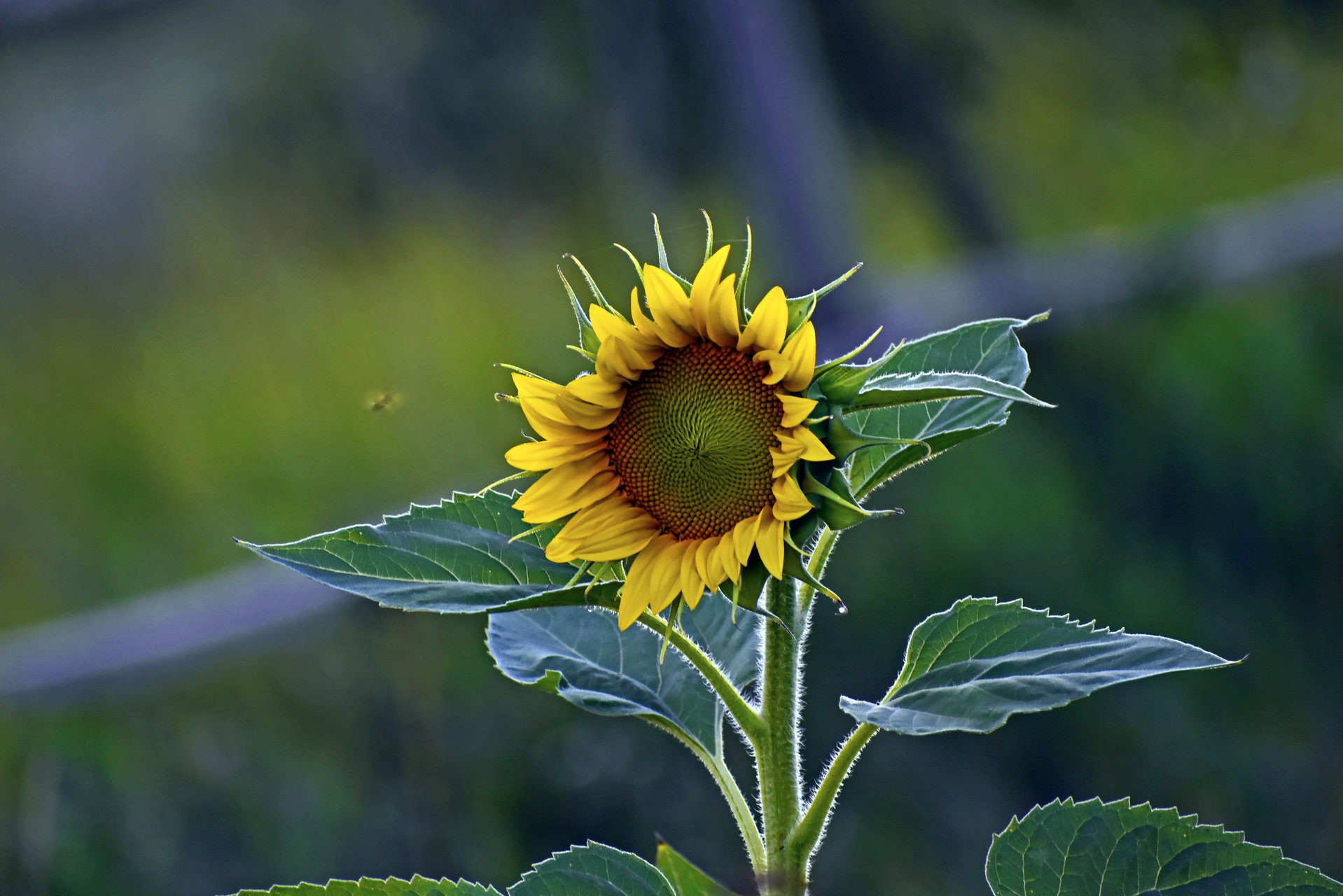 Sunflower in The Village от Inna Stancheva - InnaStancheva