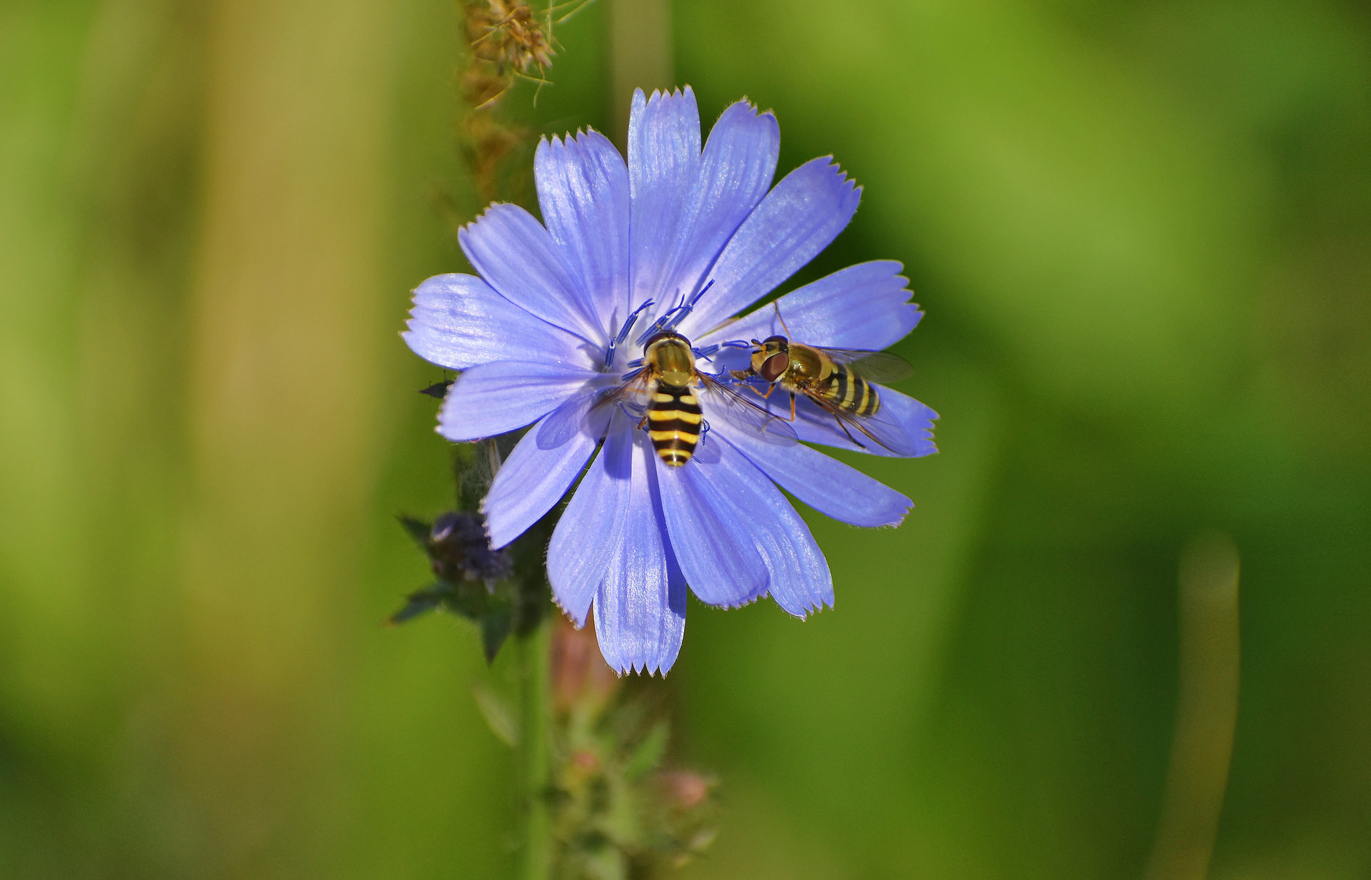 Wild bees on a Chicory от Inna Stancheva - InnaStancheva