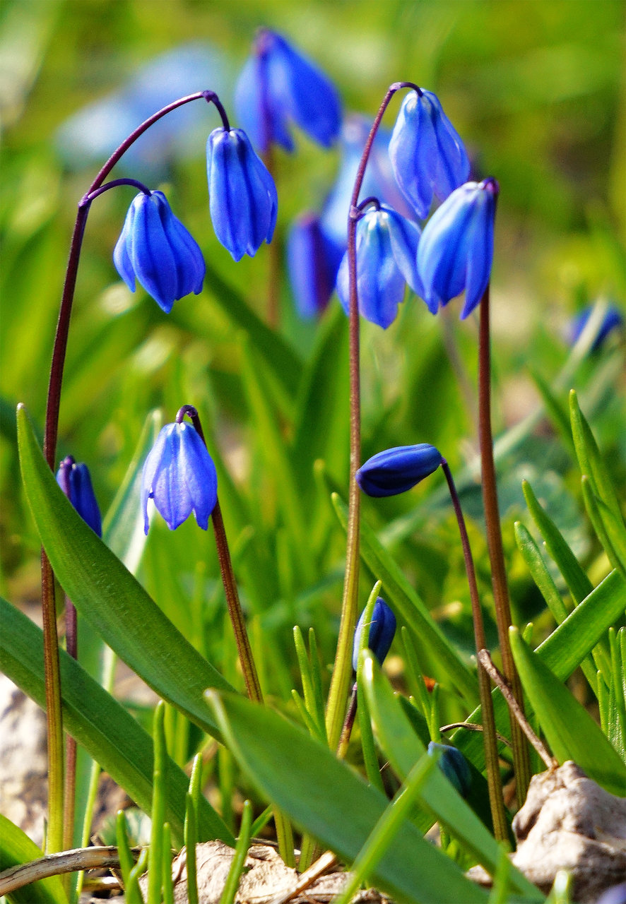 Photo in Nature | Author Olga Milenina - Маугли | PHOTO FORUM