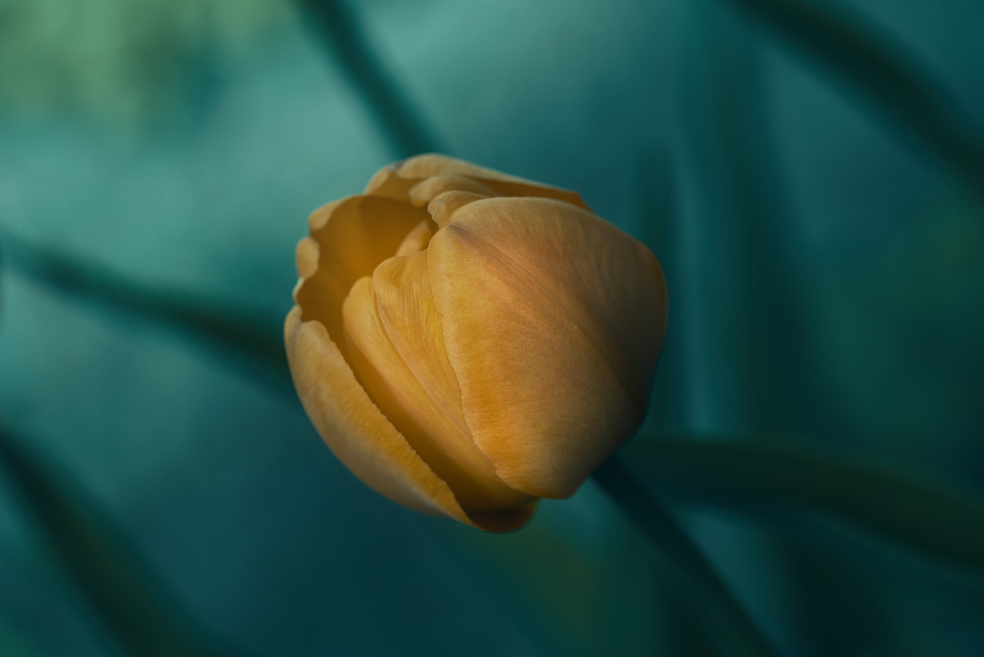  Just a Tulip от Nikki Georgieva  V E G A N I K - vega_nik