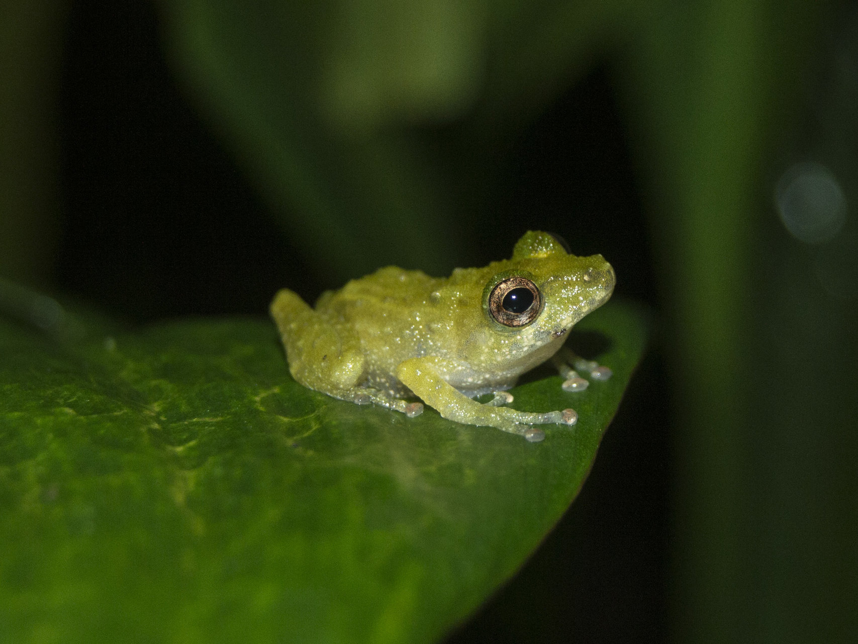 A froggie от Stanimira Deleva - viperaaspis