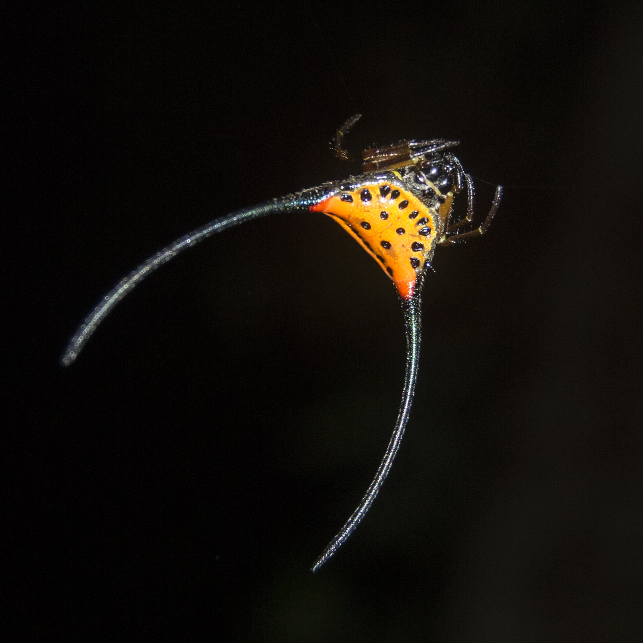 Horned spider от Stanimira Deleva - viperaaspis