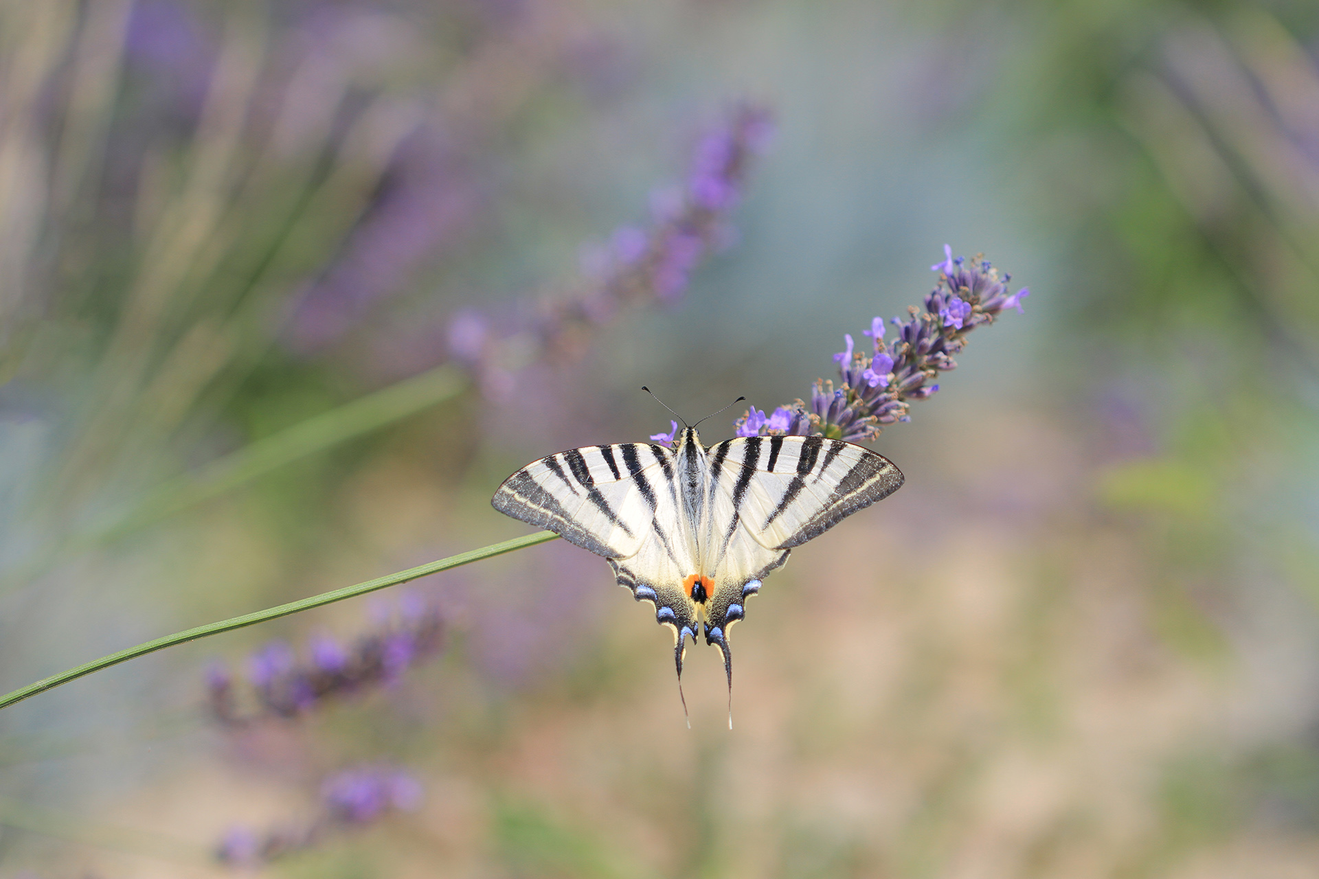 Papilionidae от Stanka  Petrova - Бяла_гарга