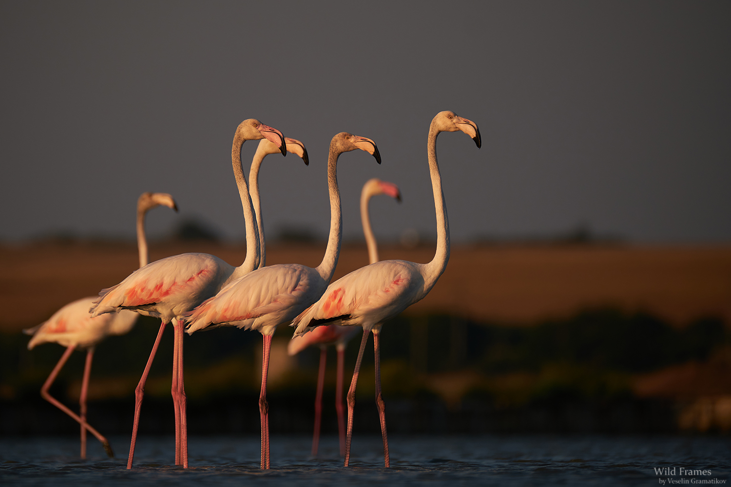 Розово фламинго (Phoenicopterus roseus) от Веселин Граматиков - vgramatikov