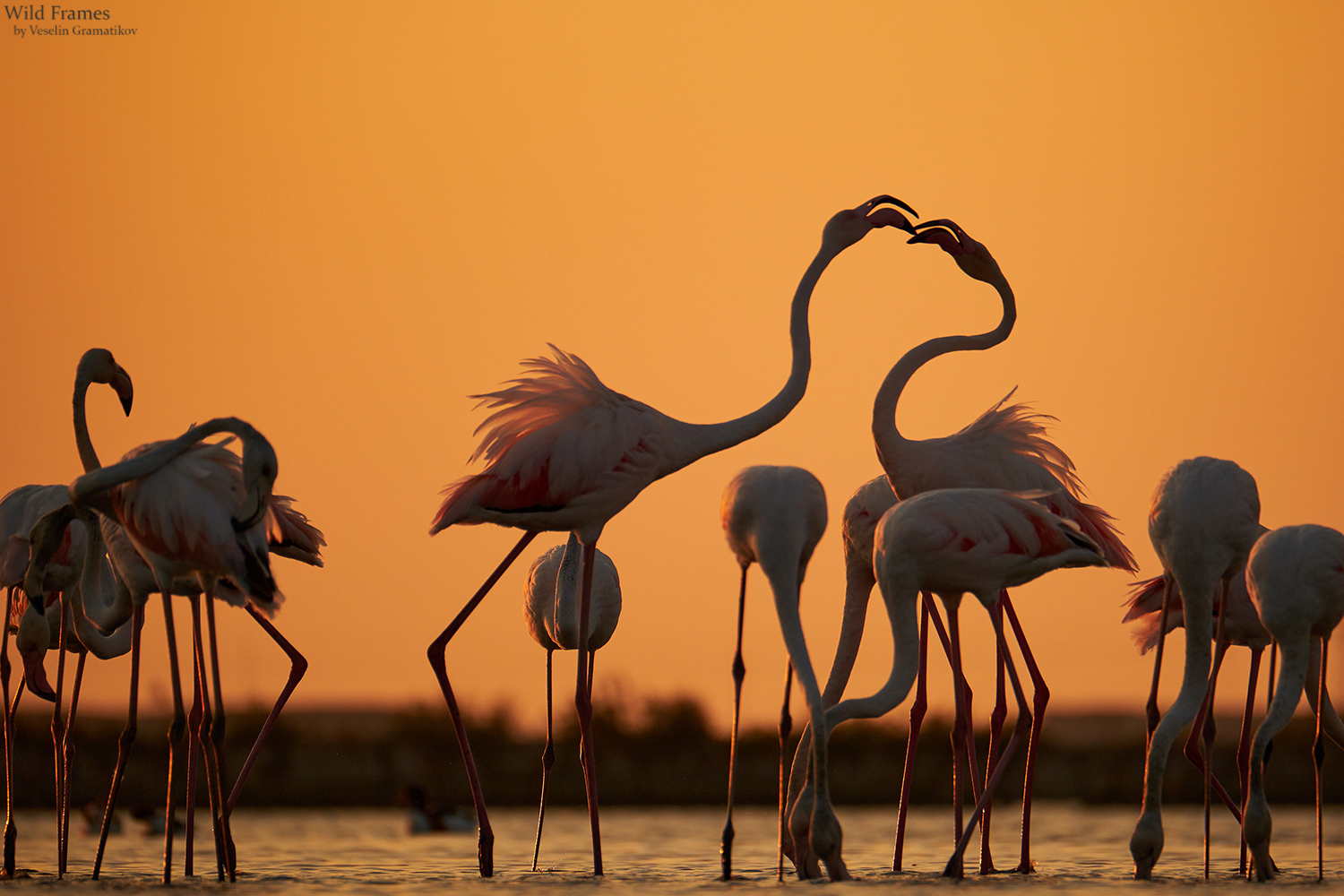 Розово фламинго (Phoenicopterus roseus) от Веселин Граматиков - vgramatikov