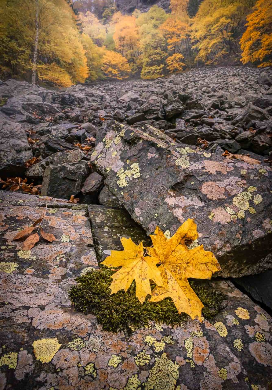 Autumn colours от Nikolay Pandev - pandevonium_images