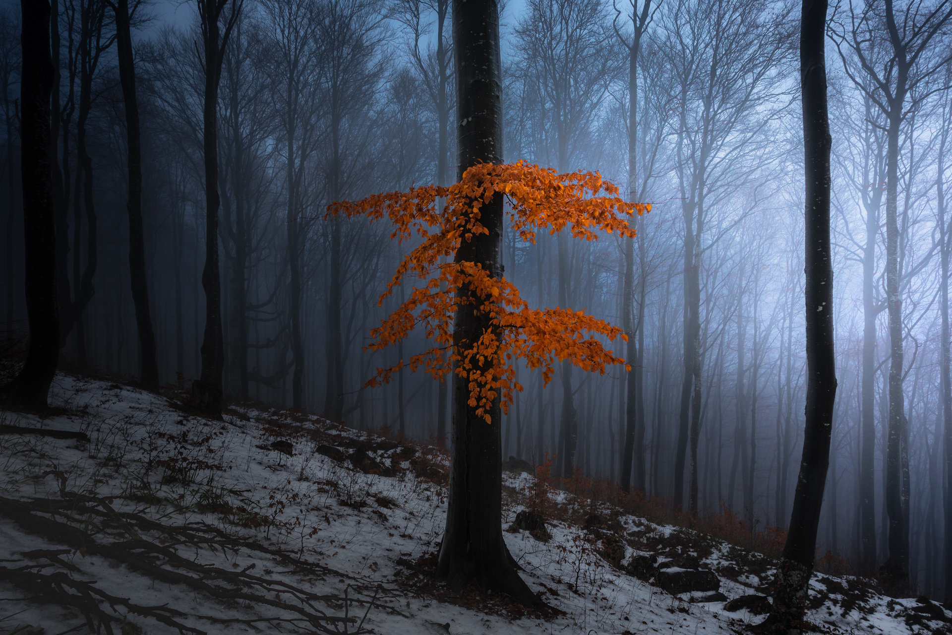 Есенни листа | Author Plamen Penov - Plpenov | PHOTO FORUM