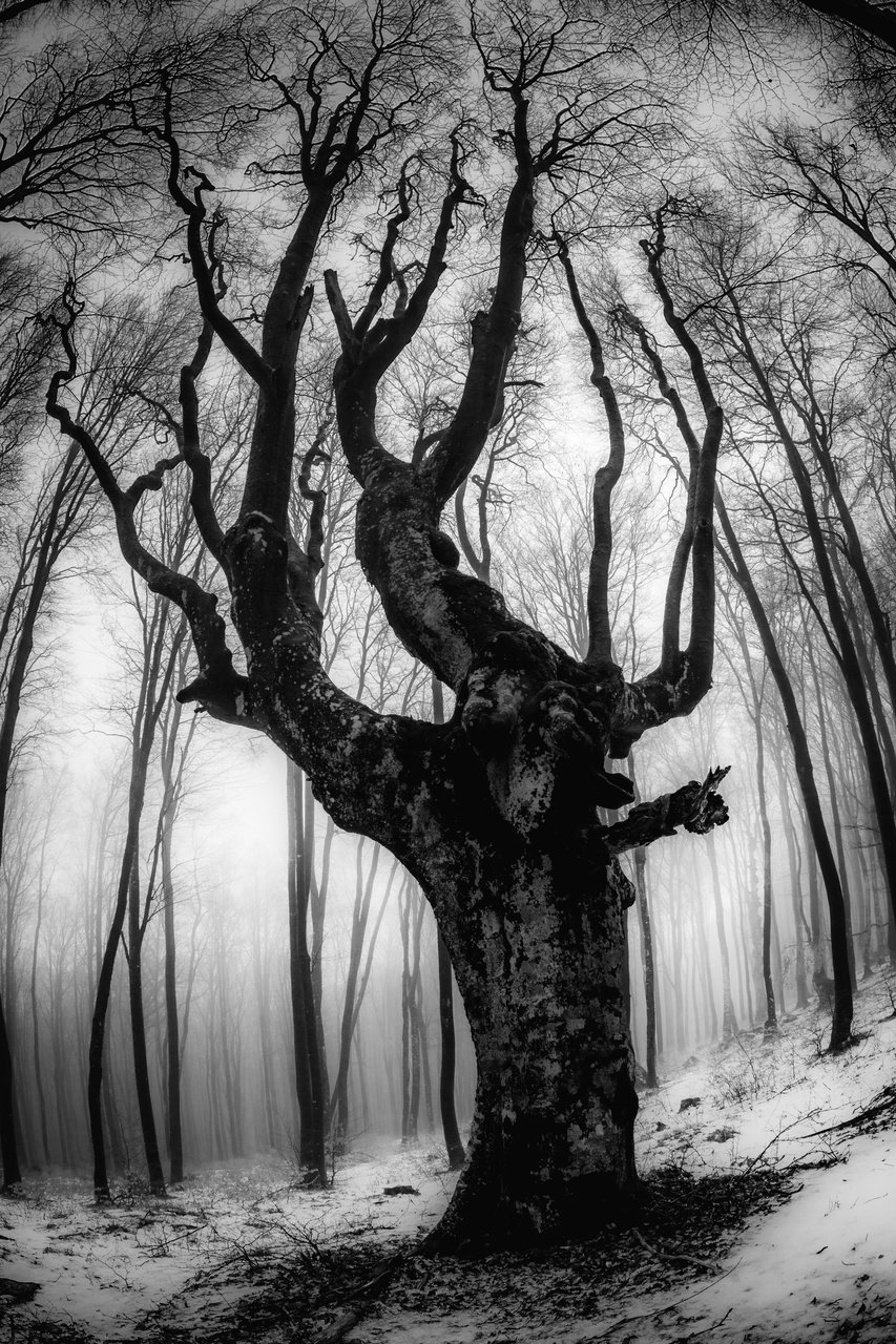 Дървото | Author Plamen Penov - Plpenov | PHOTO FORUM