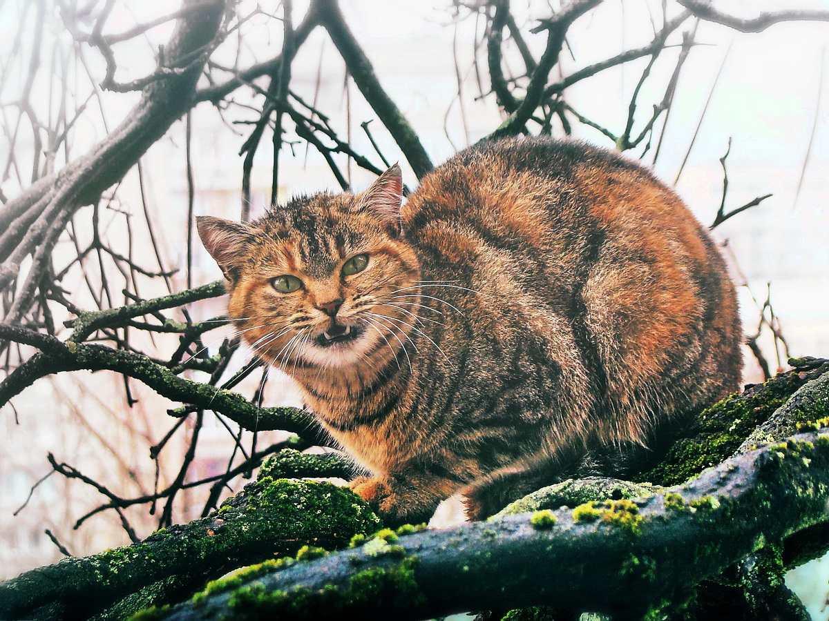 Кацнал на едно дърво... :) | Author Rayna Ivanova - r_iva | PHOTO FORUM