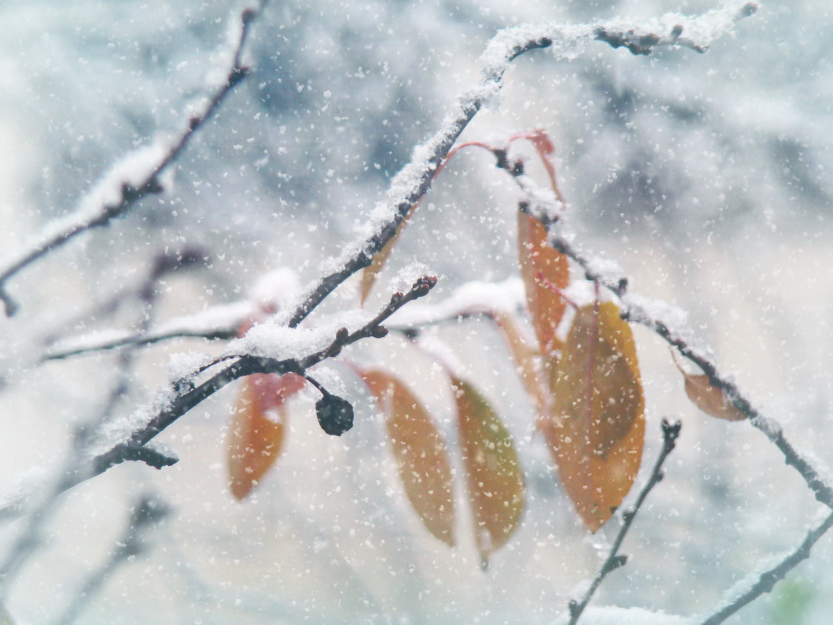 Зимно... :) | Author Rayna Ivanova - r_iva | PHOTO FORUM