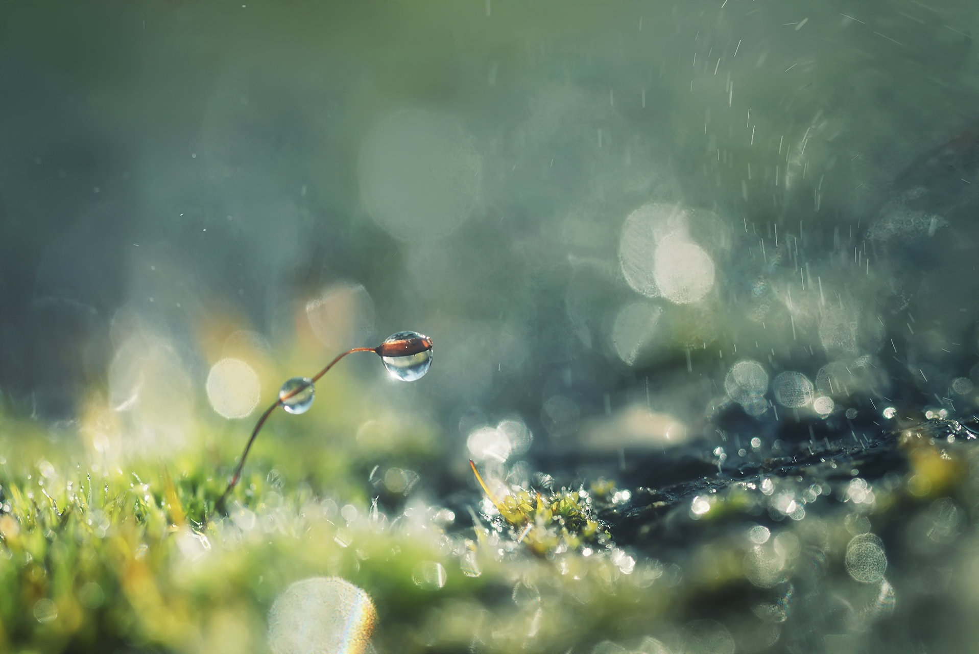 *Природата в новогодишни гирлянди от дъжд* | Author Xristina Russeva - XristinaRuseva | PHOTO FORUM