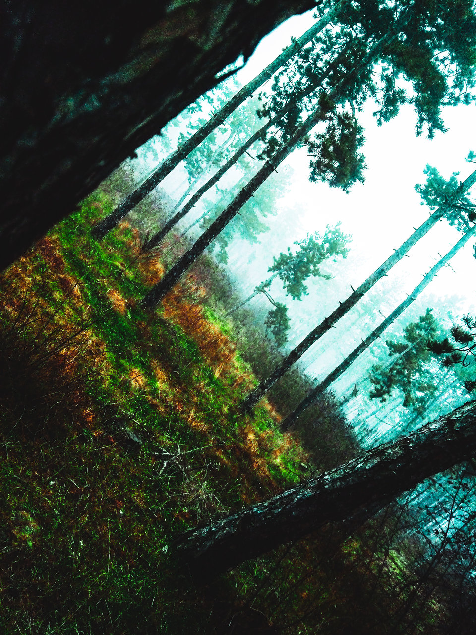 Foggy day in the wood | Author Zhelyazko Atanasow - Riderr | PHOTO FORUM
