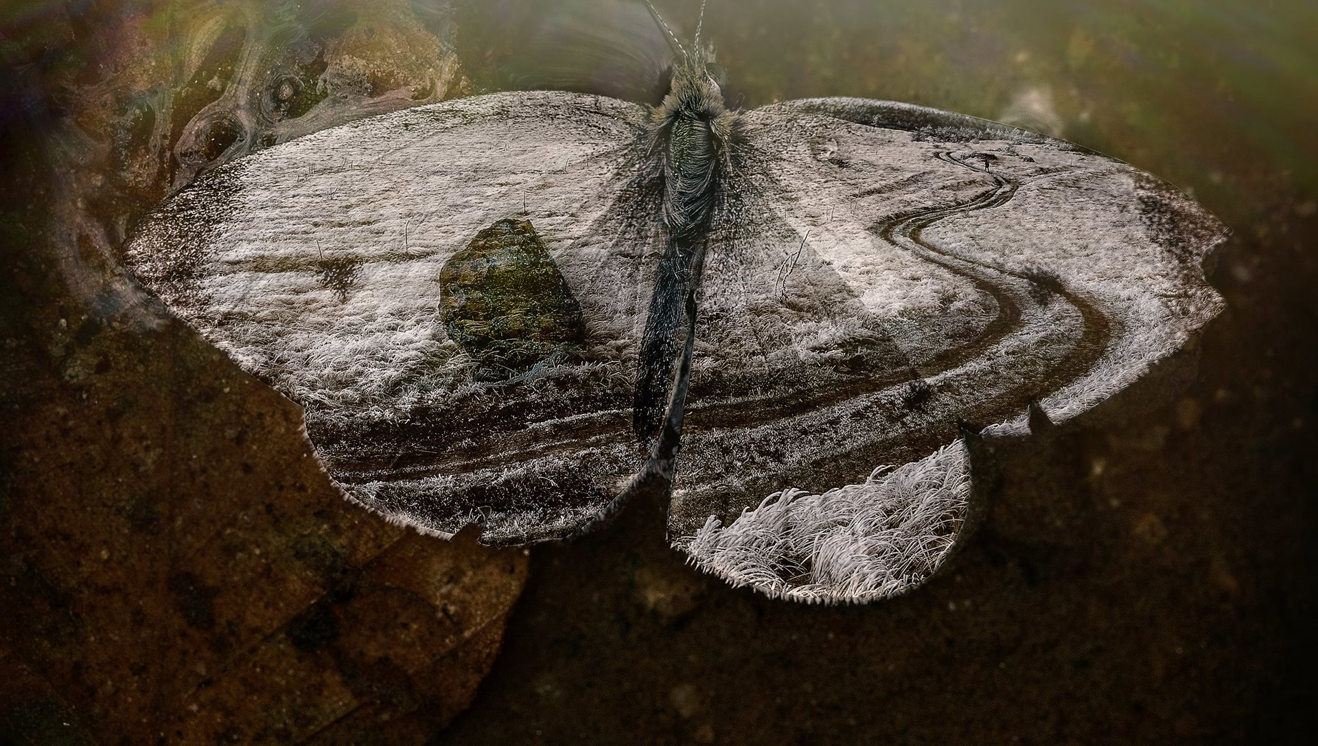 светът се крепи на крехките криле на болна пеперуда | Author Krma Nirvami - reincarnation | PHOTO FORUM