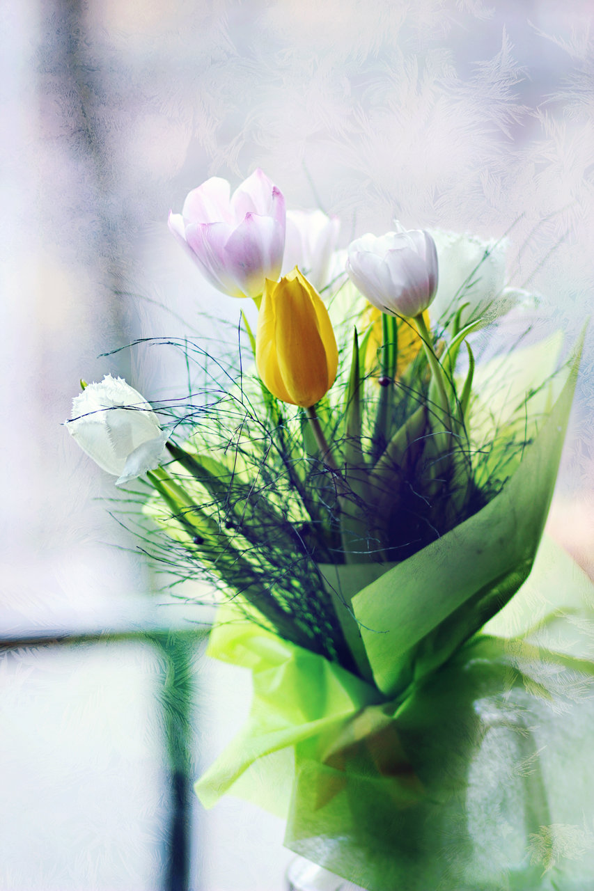 winter tulips | Author Borislava Atanasova - niata | PHOTO FORUM