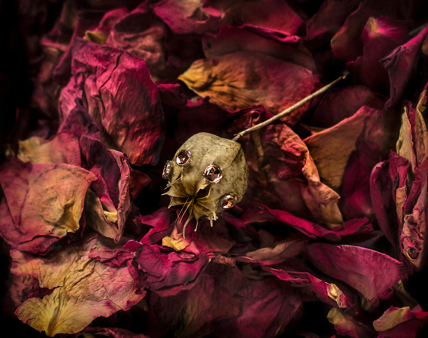 Приказки за Златокоска - Реквием за една роза | Author valentina yotova - yotovava | PHOTO FORUM