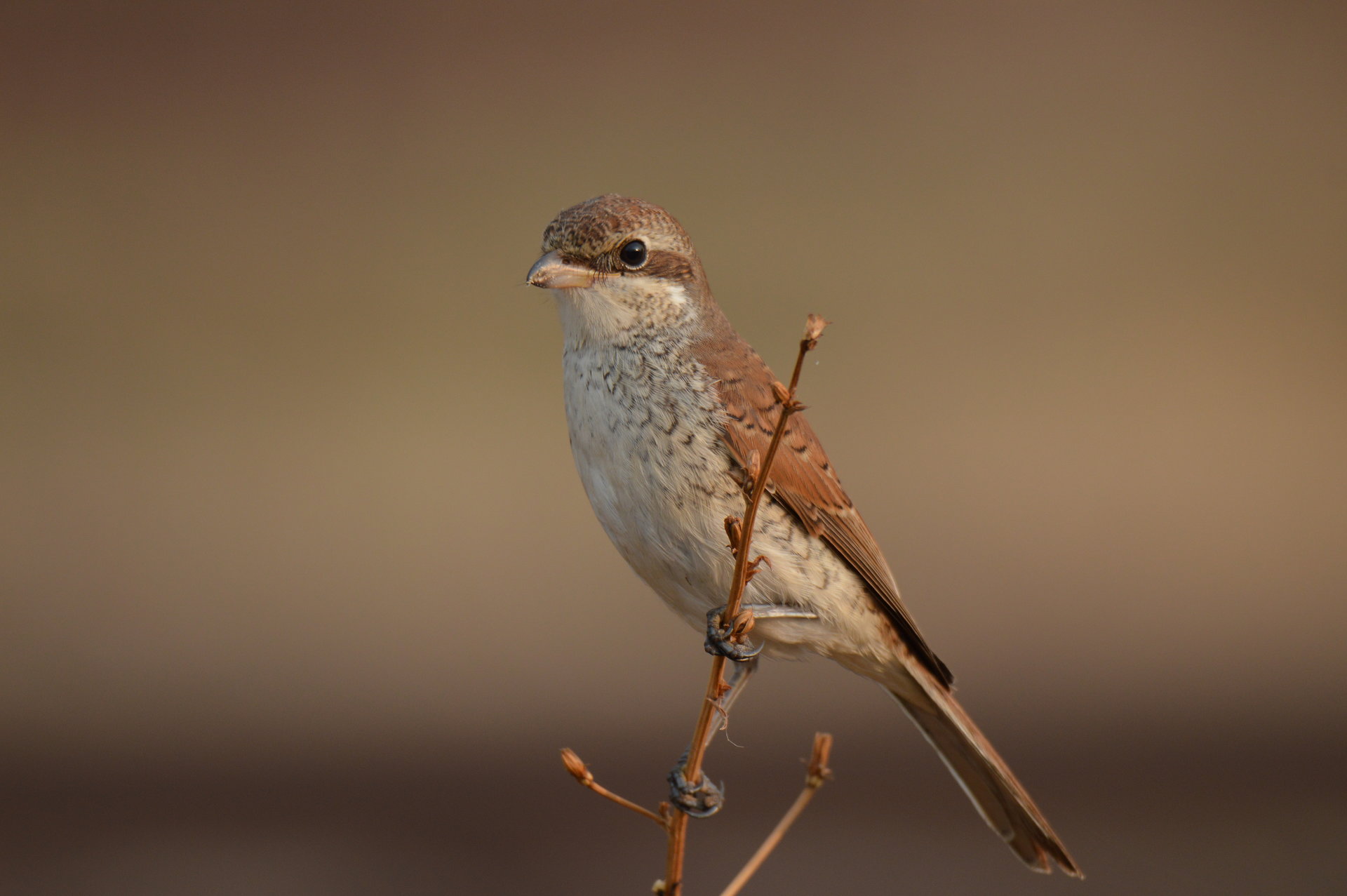 Photo in Wild life | Author Yuliyan Hristov - yuliyanhristov | PHOTO FORUM