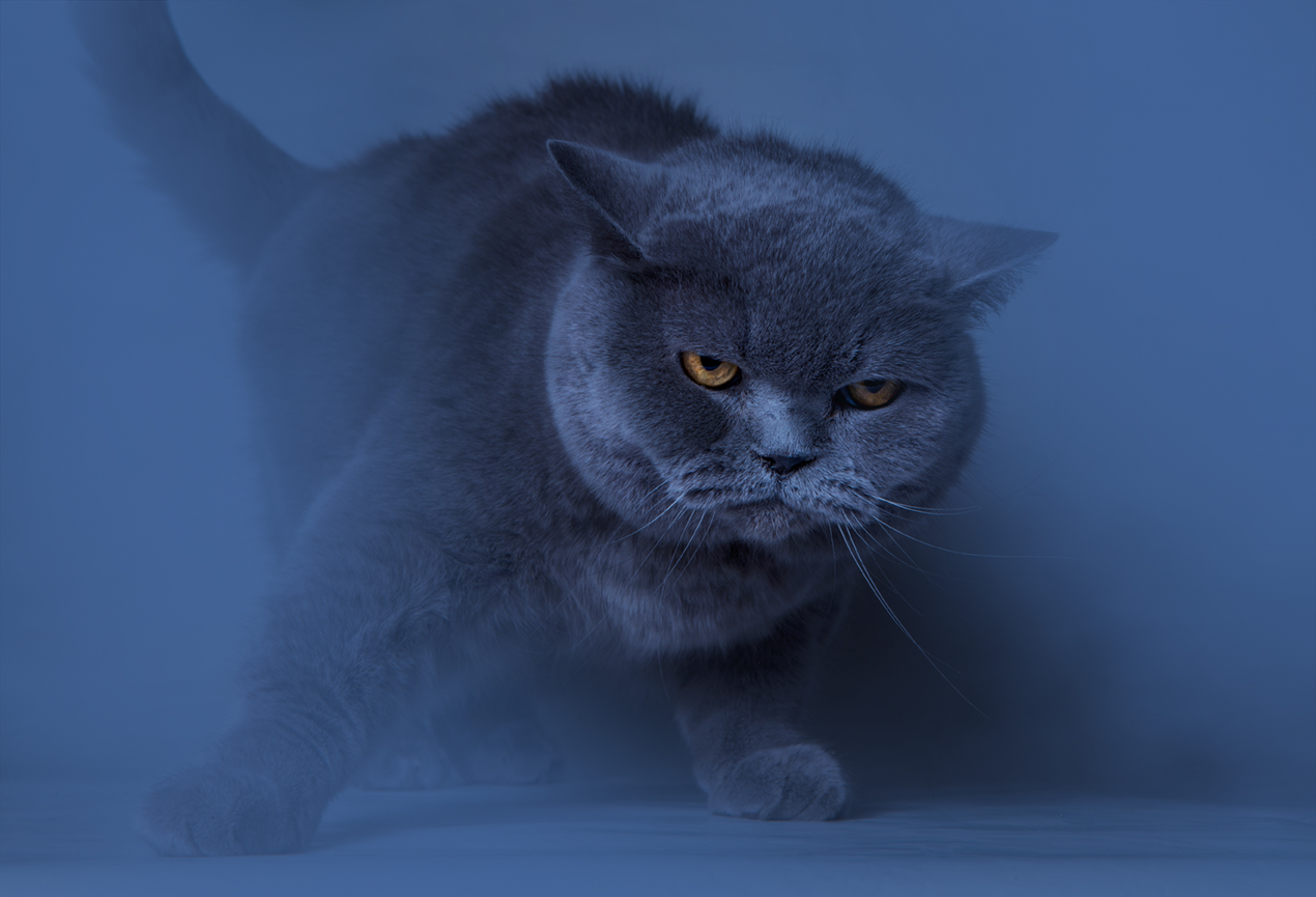 ...angry cat от Nikki Georgieva  V E G A N I K - vega_nik