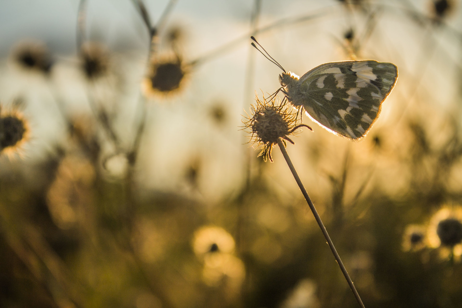 Пеперуда на слънчева баня | Author iliya levkov - levkov87 | PHOTO FORUM