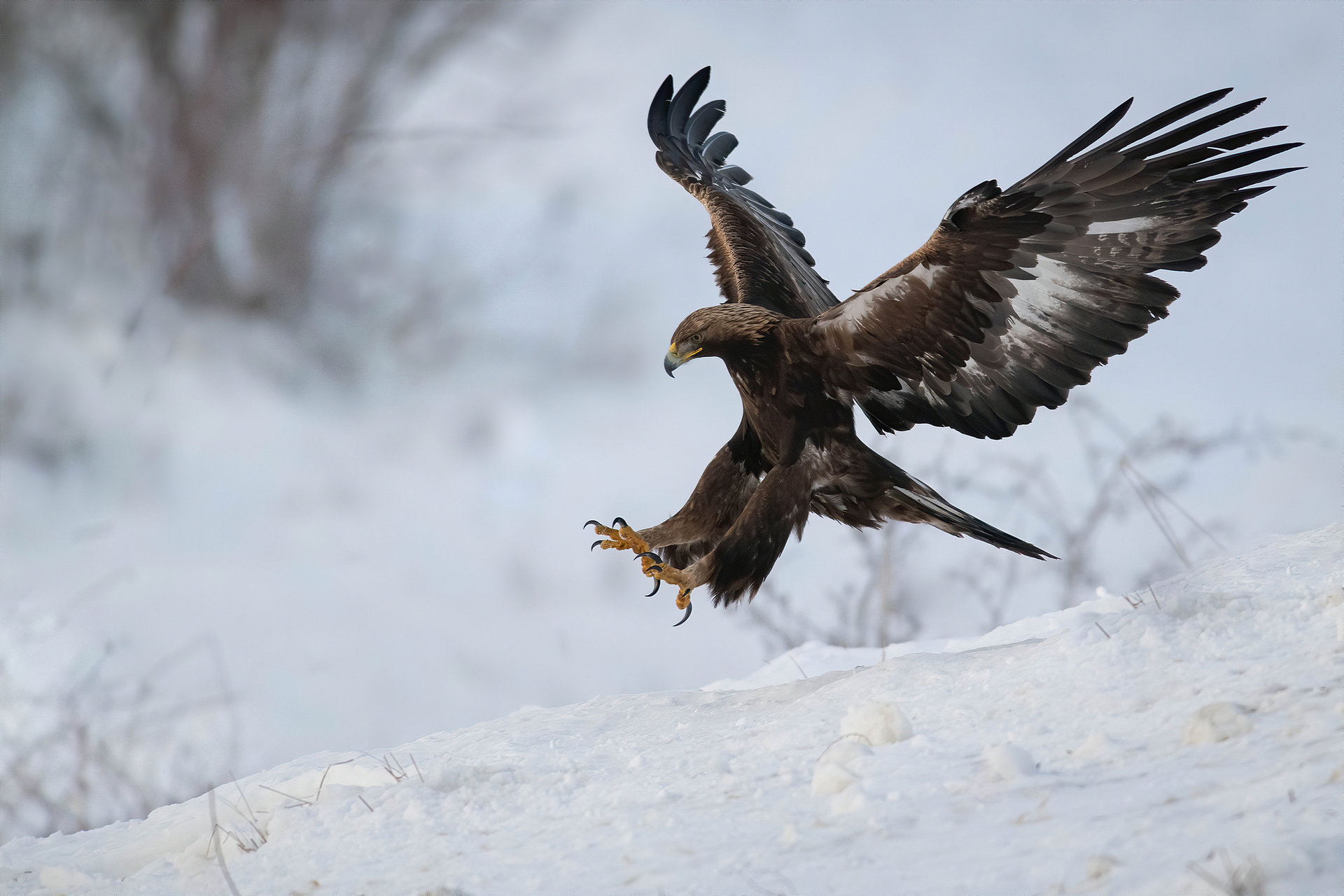 Скален орел | Author Martin Popov - imartin | PHOTO FORUM