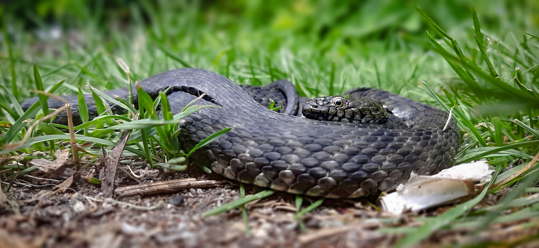 Melanistic Dice snake / Меланистична Сива водна змия (Natrix tessellata) от Anton Sokolov - Ukan