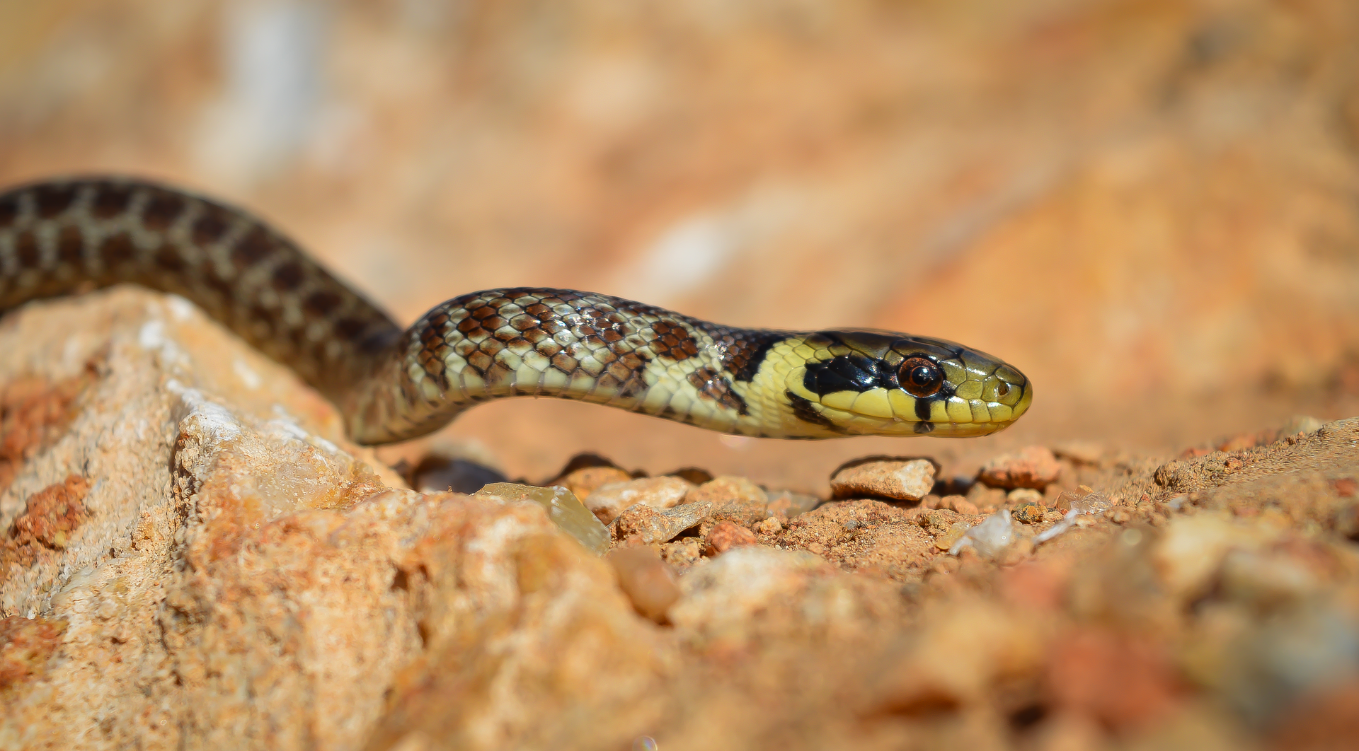 Juvenile Aesculapian snake / Млад Смок-мишкар (Zamenis longissimus) от Anton Sokolov - Ukan