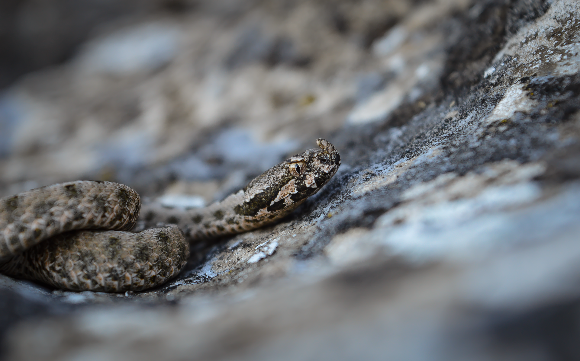 Juvenile Horn-nosed viper / Млада Пепелянка (Vipera ammodytes) от Anton Sokolov - Ukan