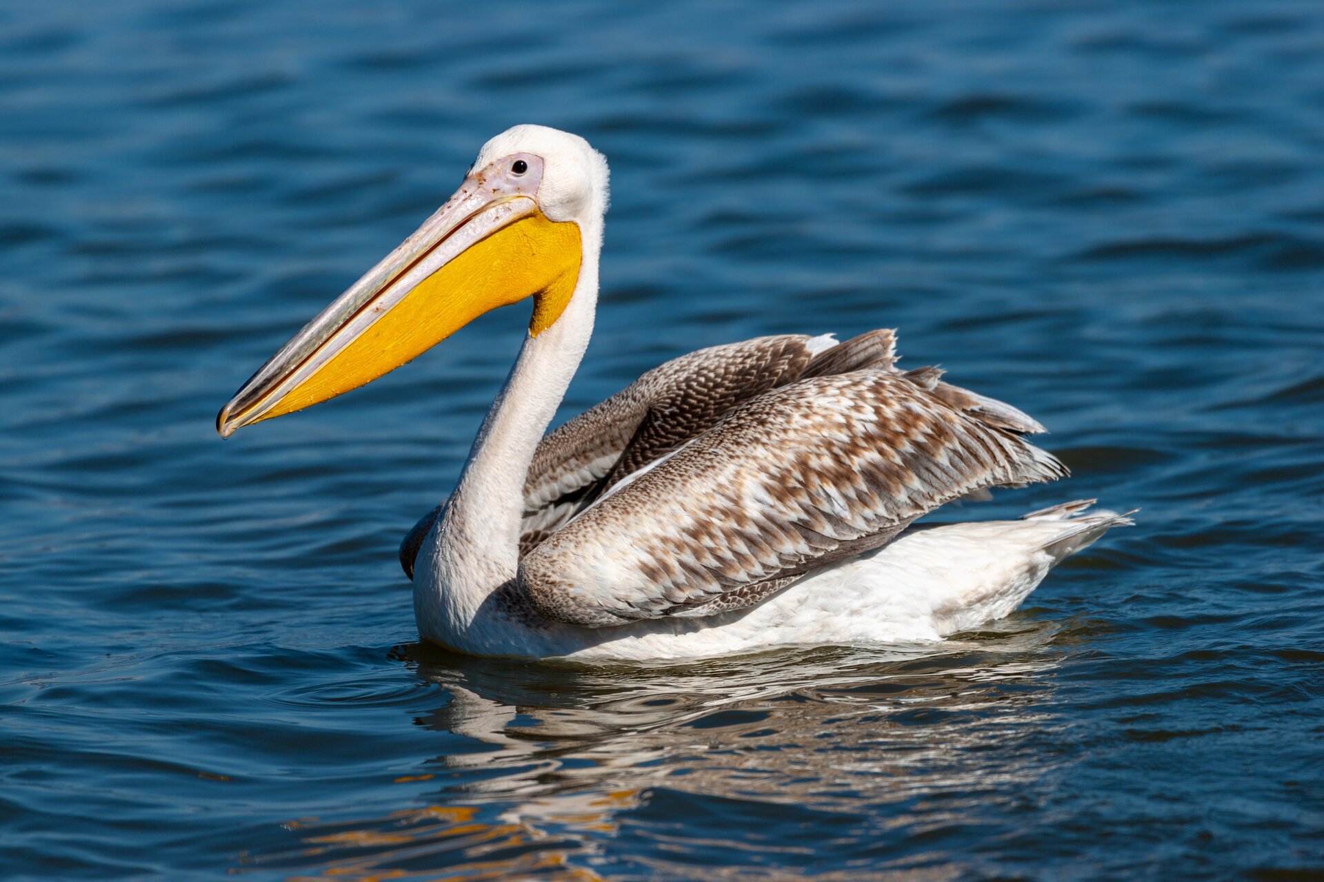 Розов пеликан (Pelecanus onocrotalus) от Йордан Йорданов - Kidon