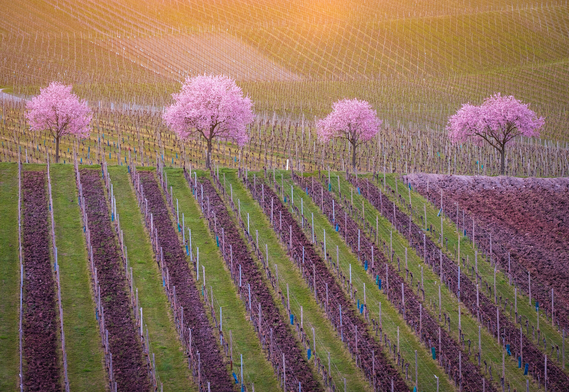 Spring Decoration от Tefik Rustemov - Tefik