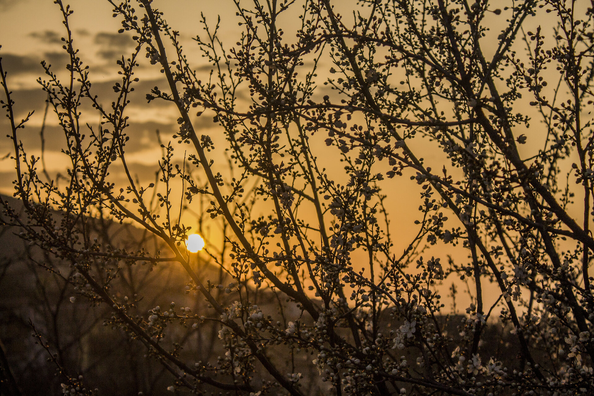 Пролетно вълнение по залез слънце | Author iliya levkov - levkov87 | PHOTO FORUM