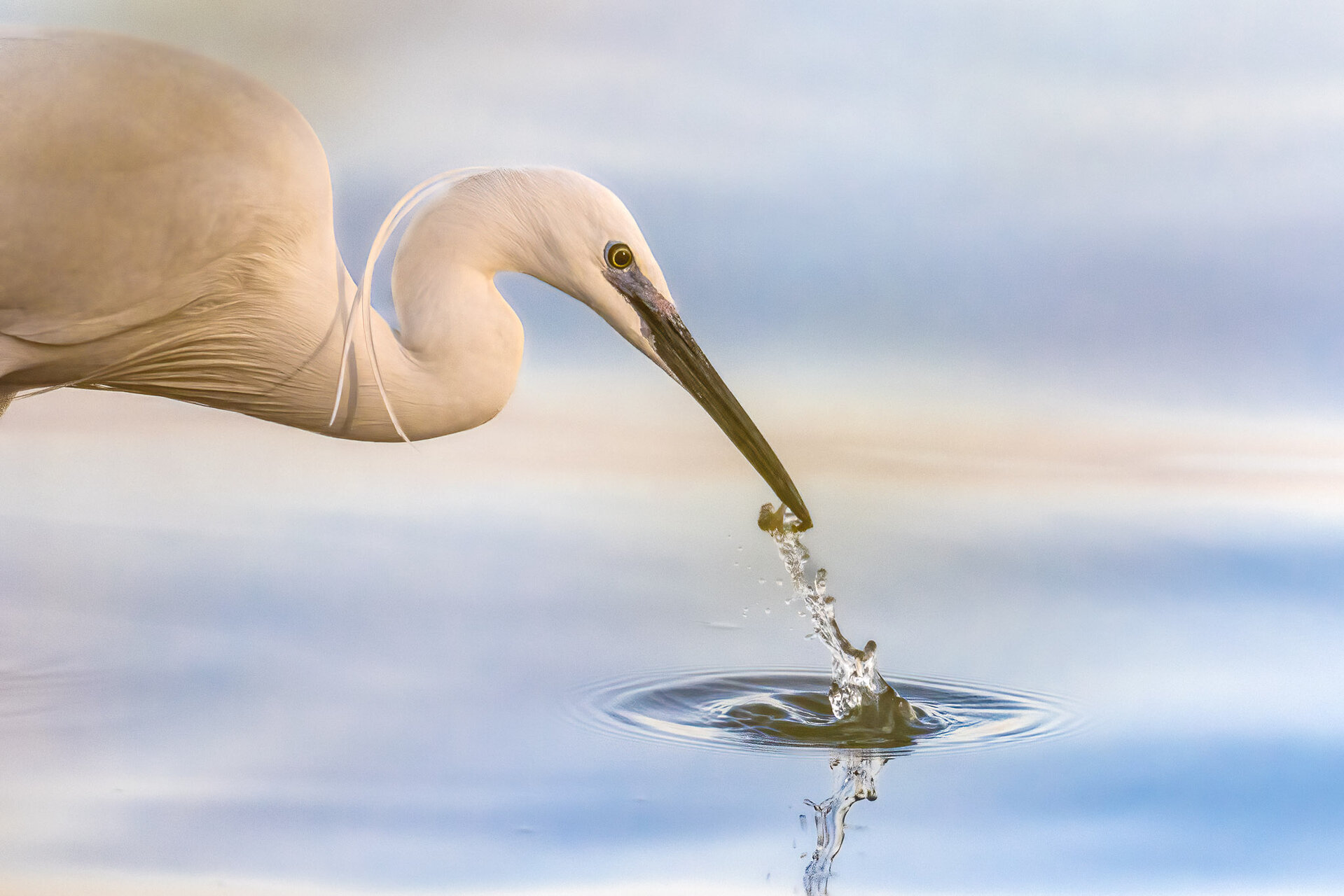 White egret | Author Nikolay Hristov - headphones | PHOTO FORUM
