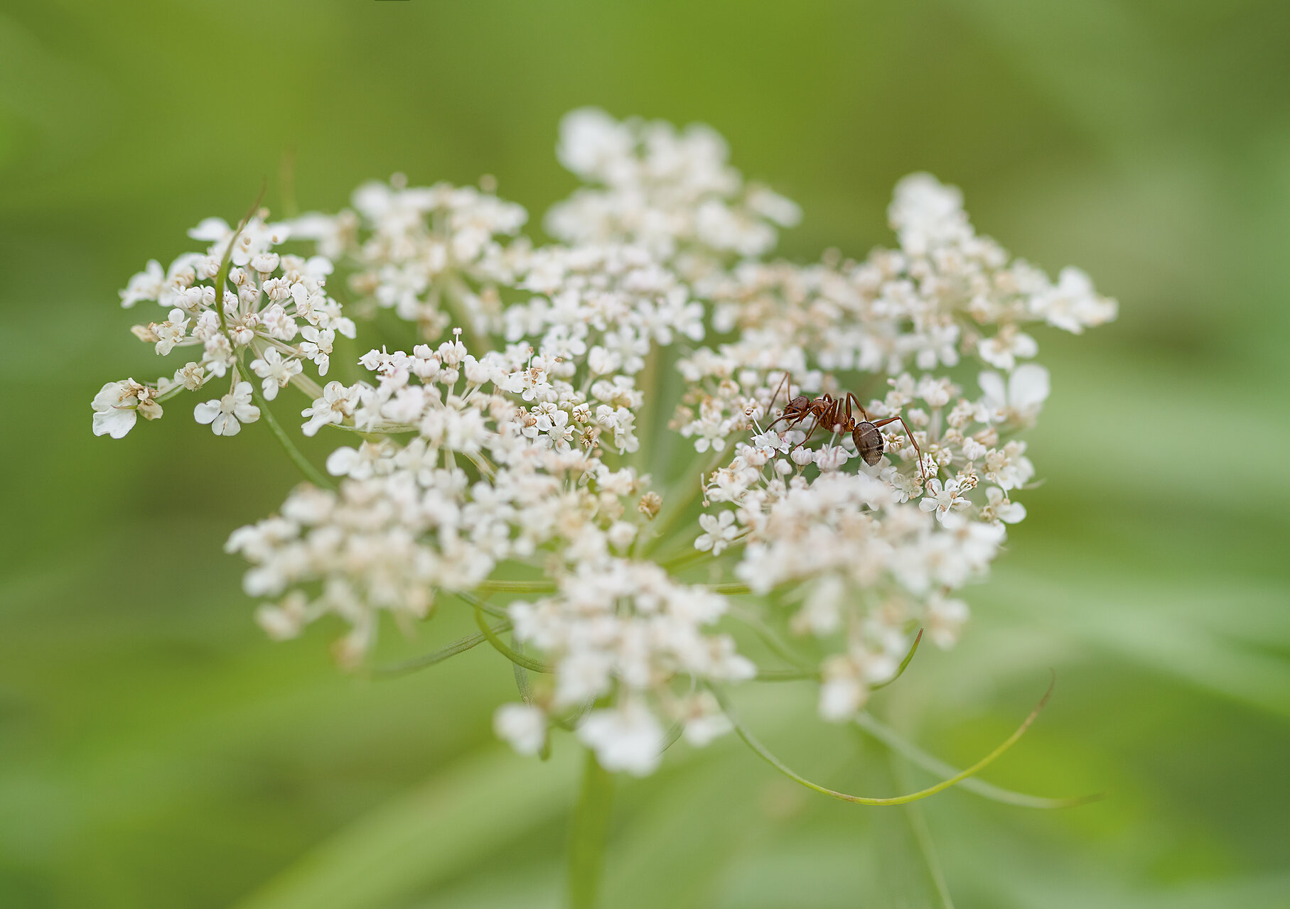 Мравчицата търси щурчето | Author Temi Maramska - Nezabravka | PHOTO FORUM