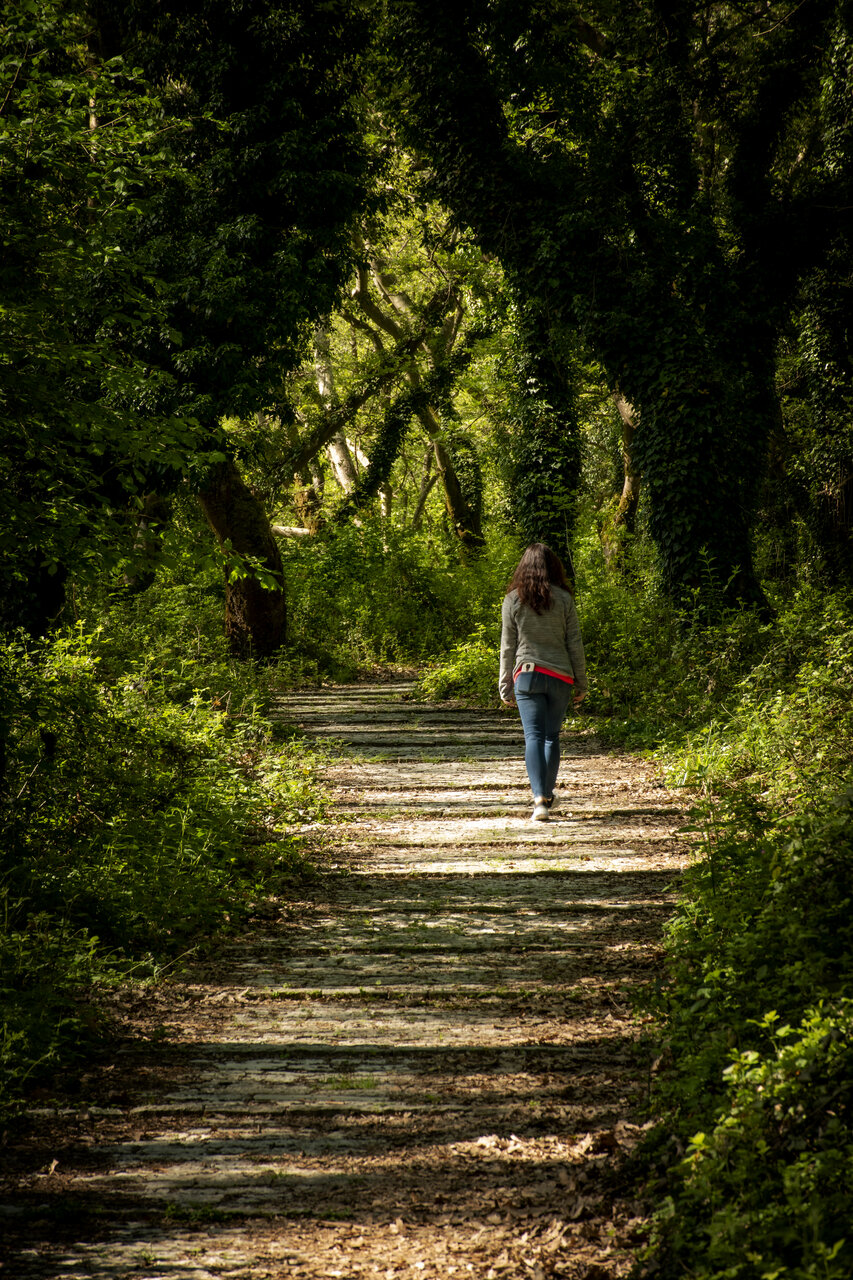 Through the woods... от  - calm