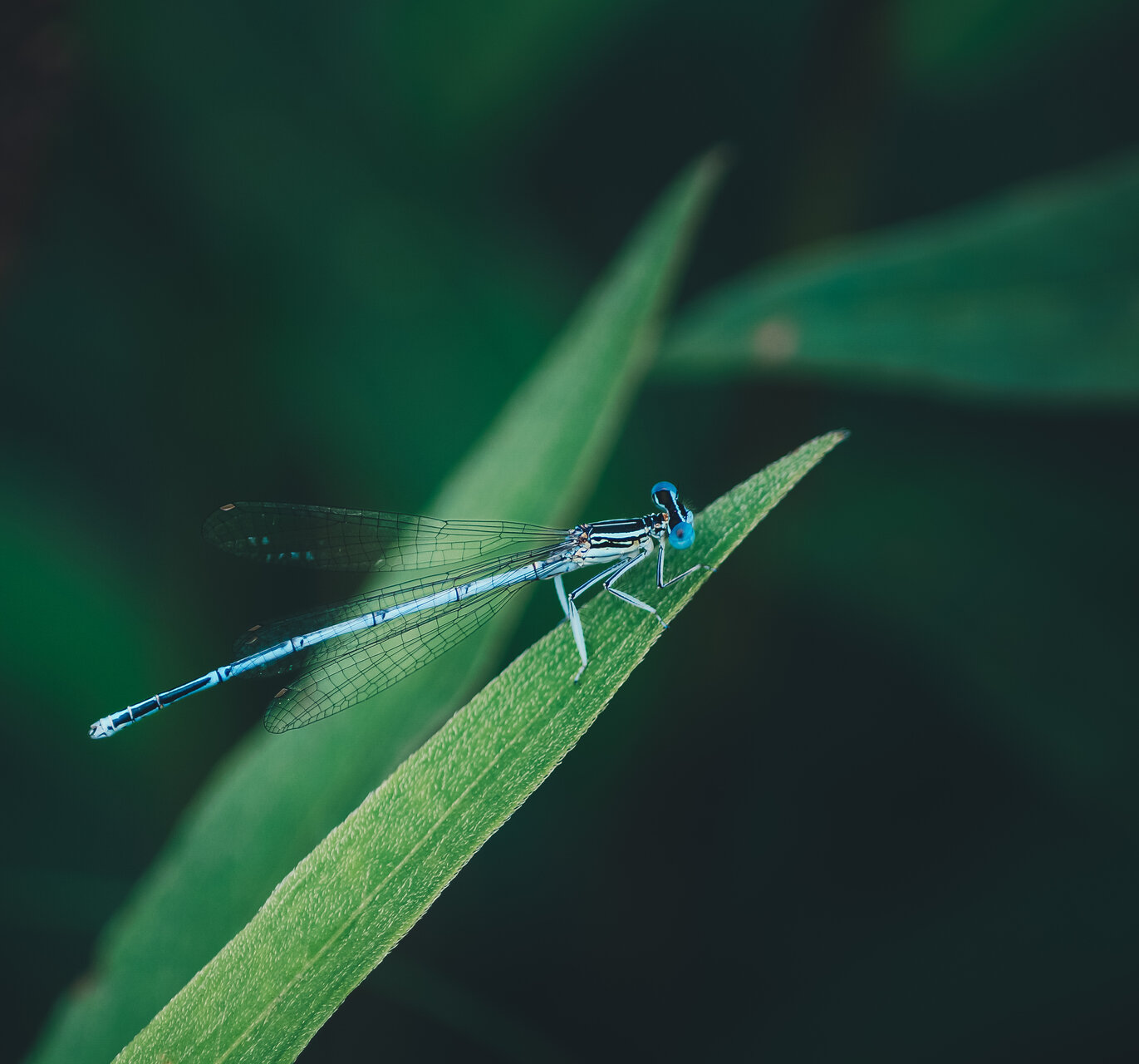 Chasing dragonflies от Poli Parunova - Parunowaa