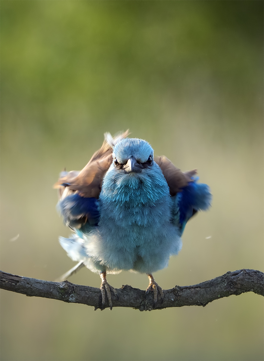 Angry Bird | Author Kalin Georgiev - lartdevie | PHOTO FORUM
