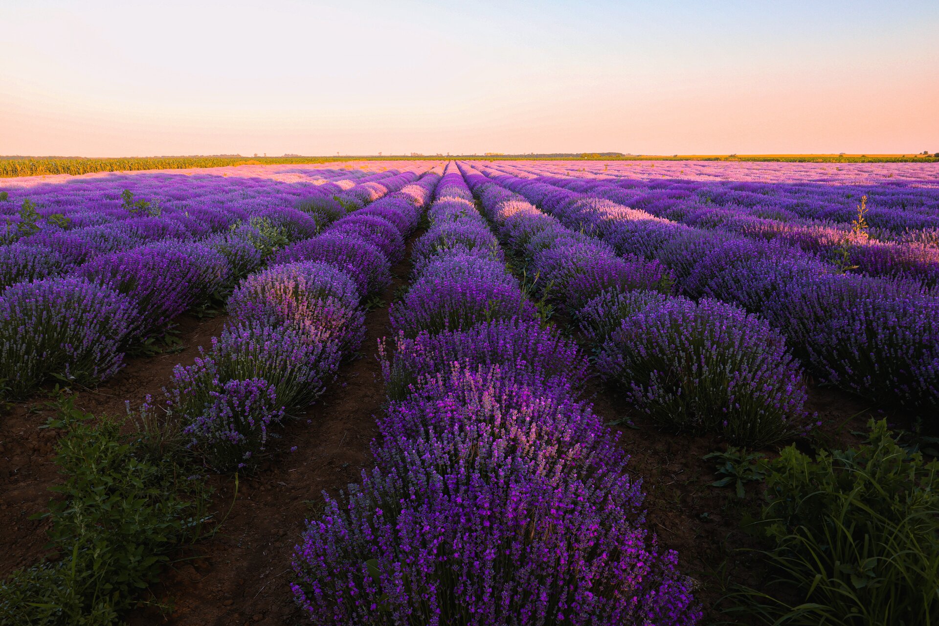 Photo in Code purple - Lavender | Author Georgi Ivanov - _Georgi_Ivanov_ | PHOTO FORUM