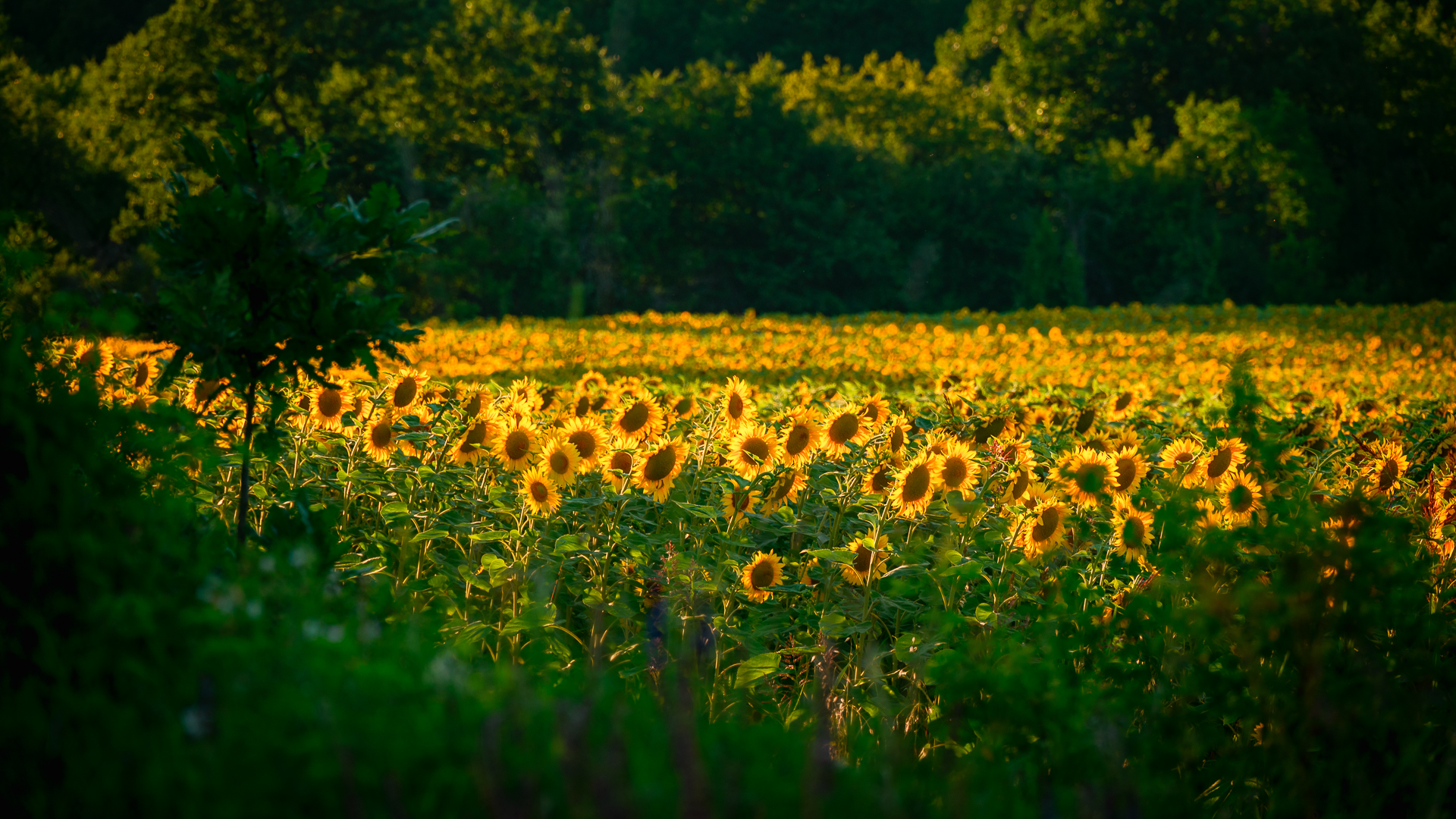 Поле слънчогледи от Milen Mladenov - resco